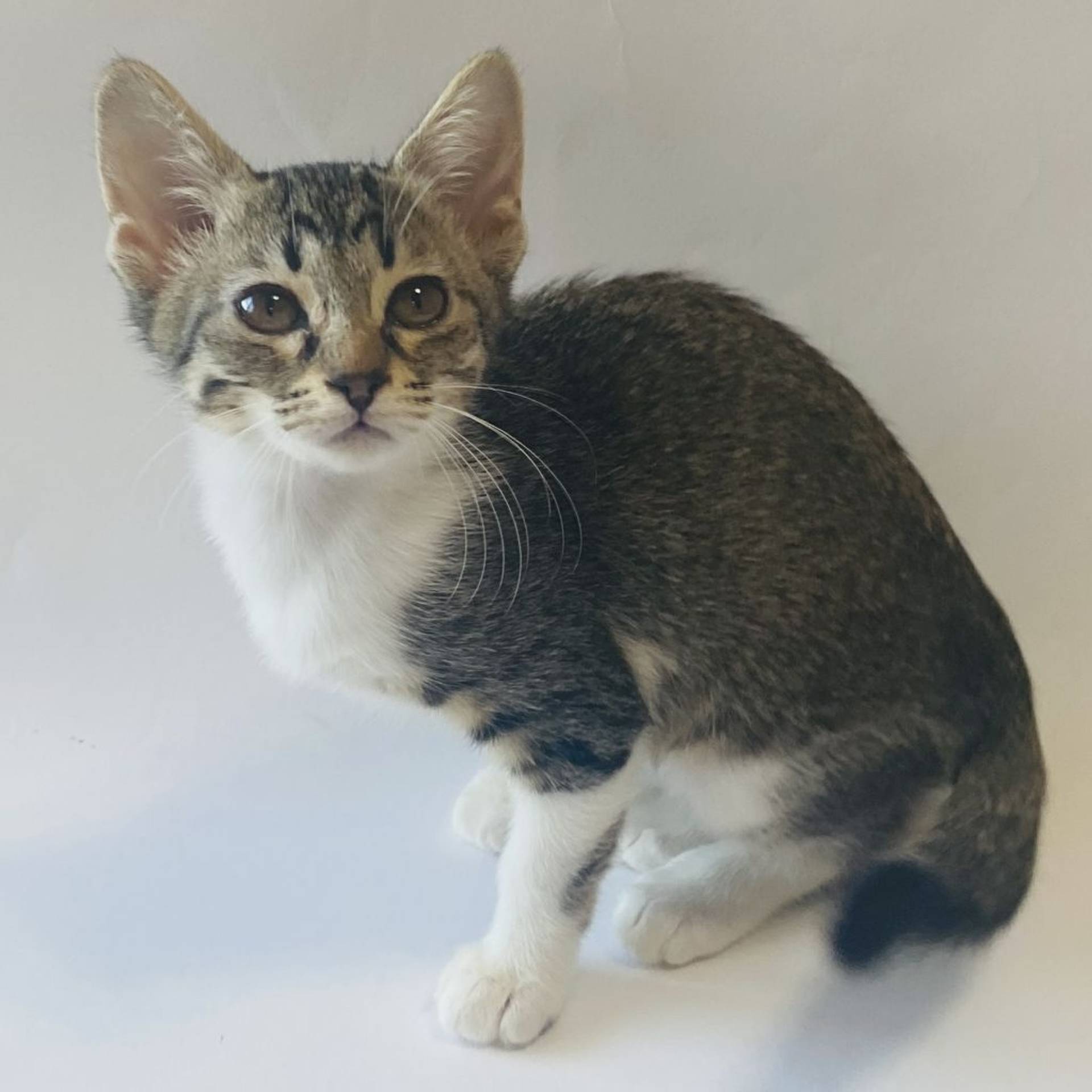 雑種（ミックス猫）・メスの里親募集の写真
