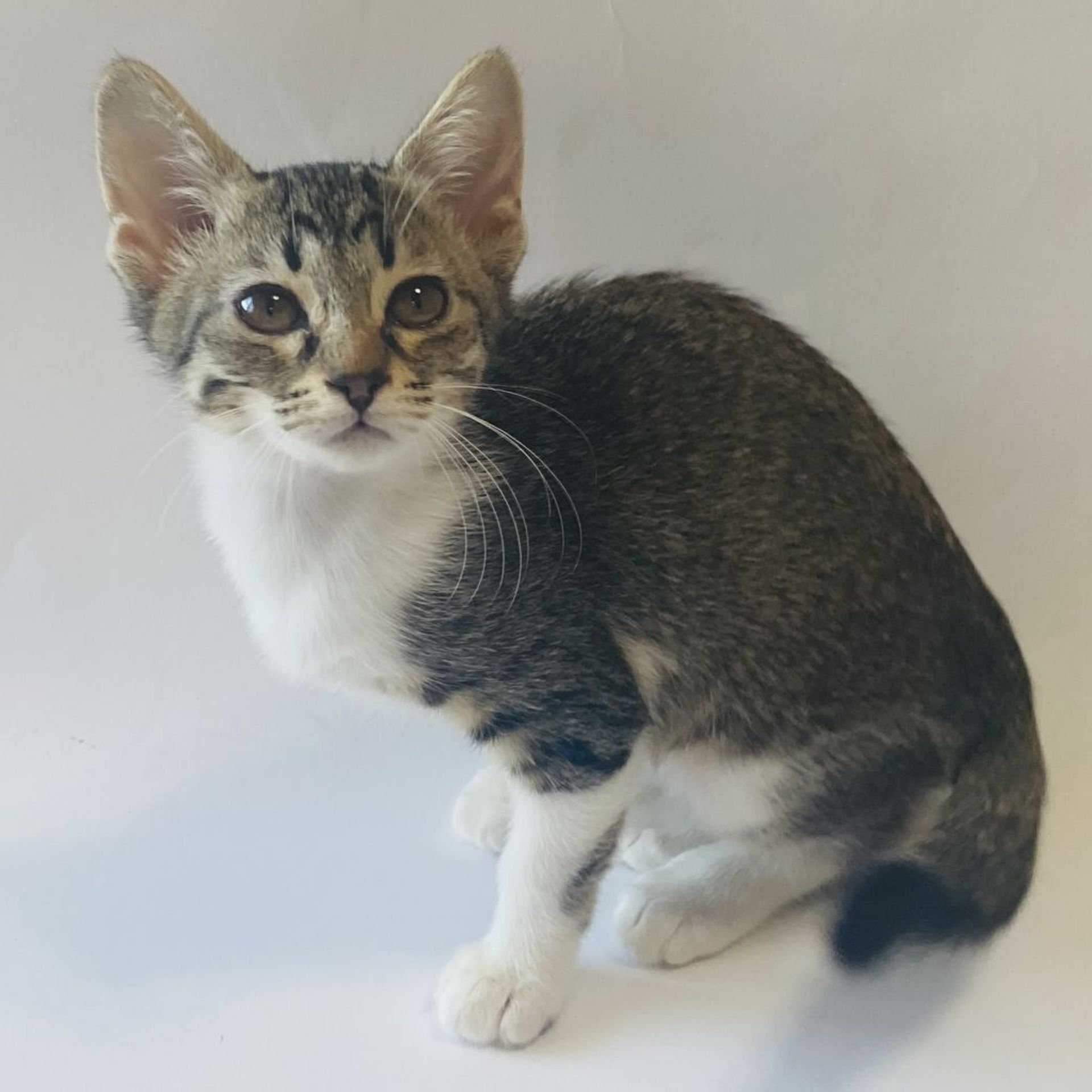雑種（ミックス猫）・メスの里親募集の写真
