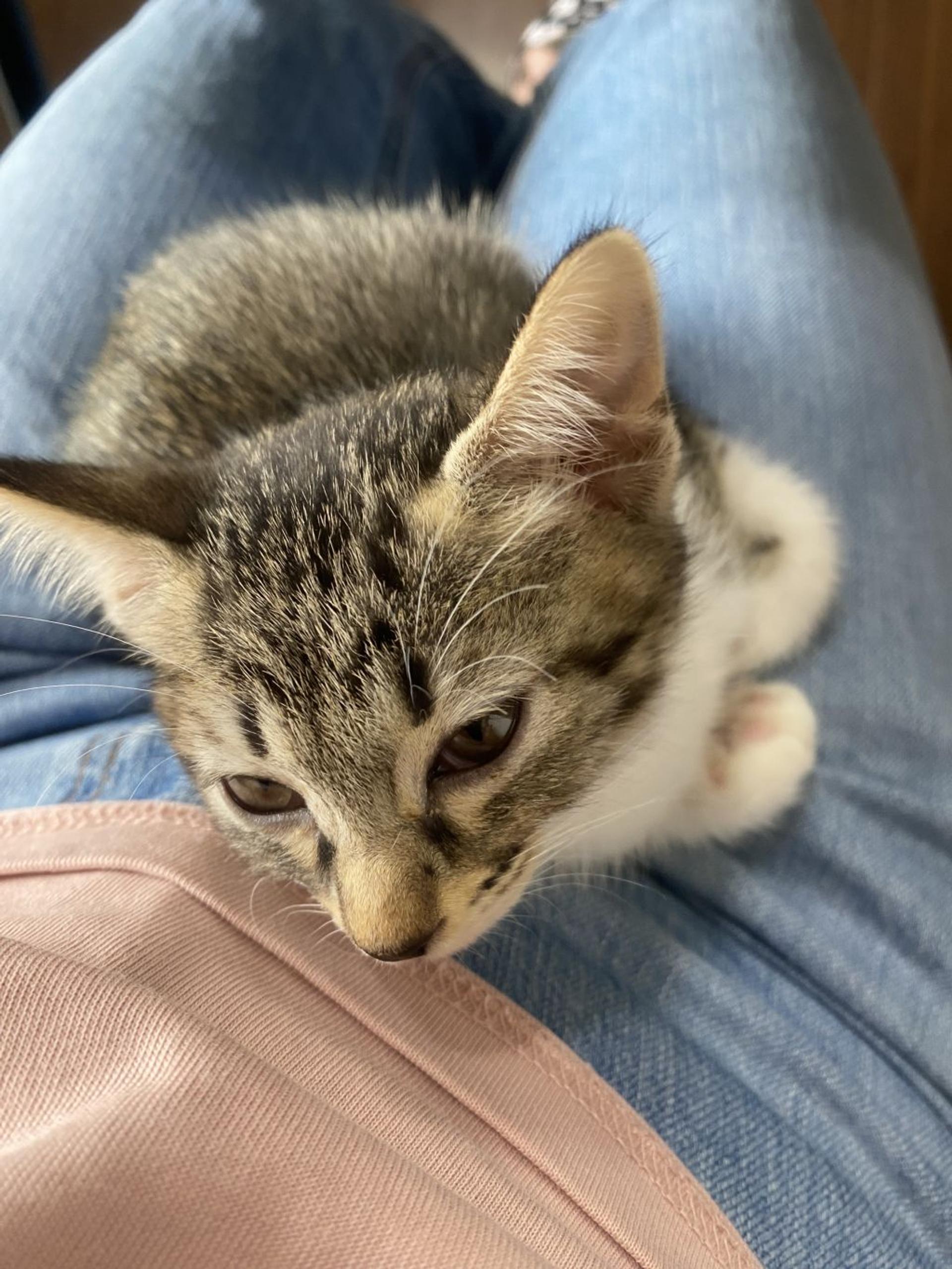 pet-image-2