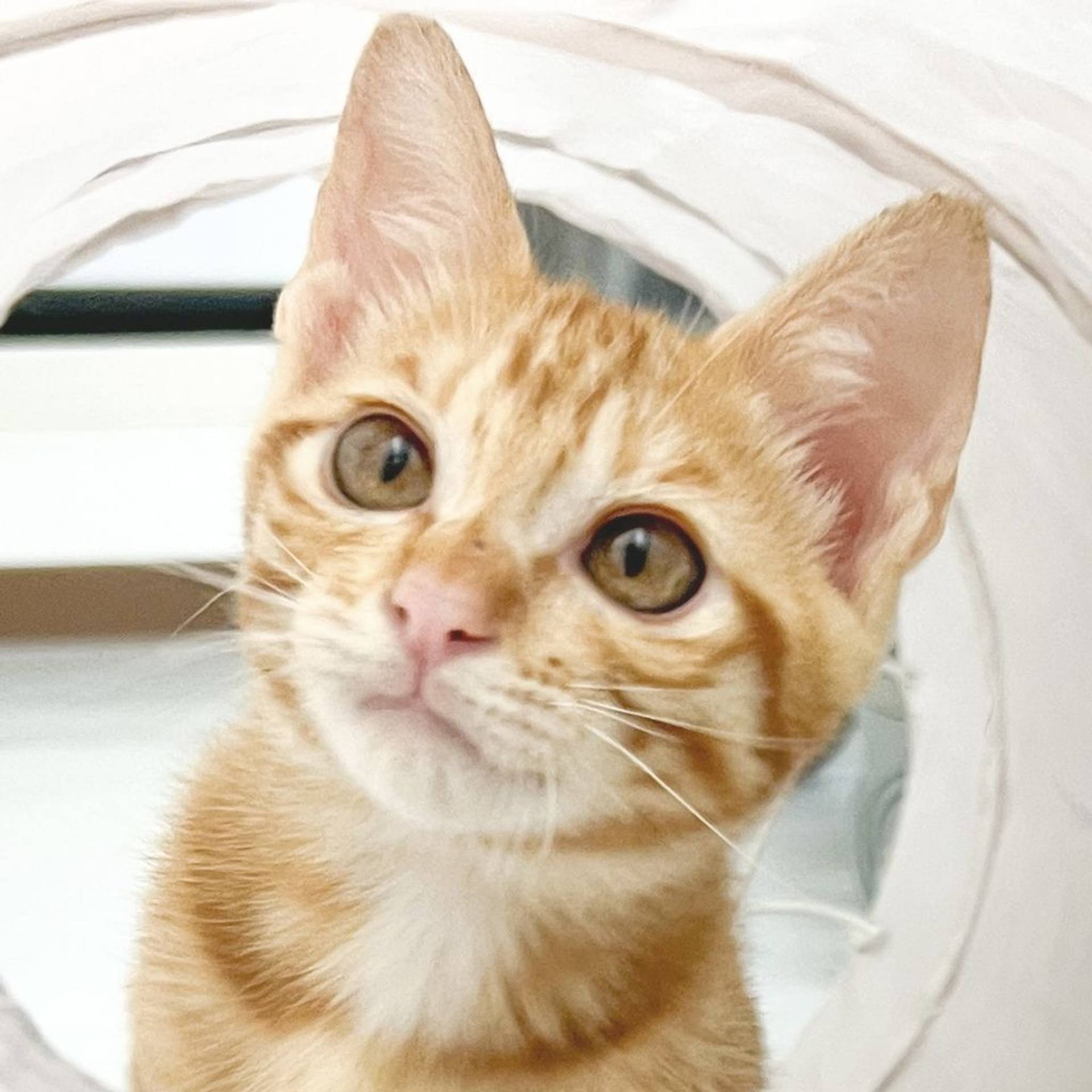雑種（ミックス猫）・オスの里親募集の写真