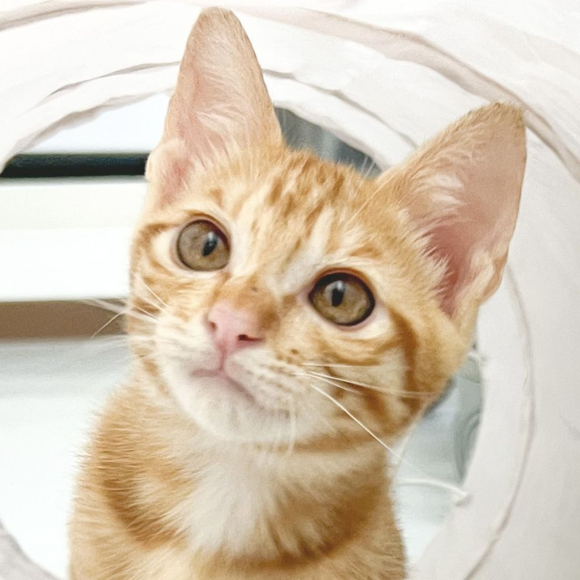雑種（ミックス猫）・オスの里親募集の写真