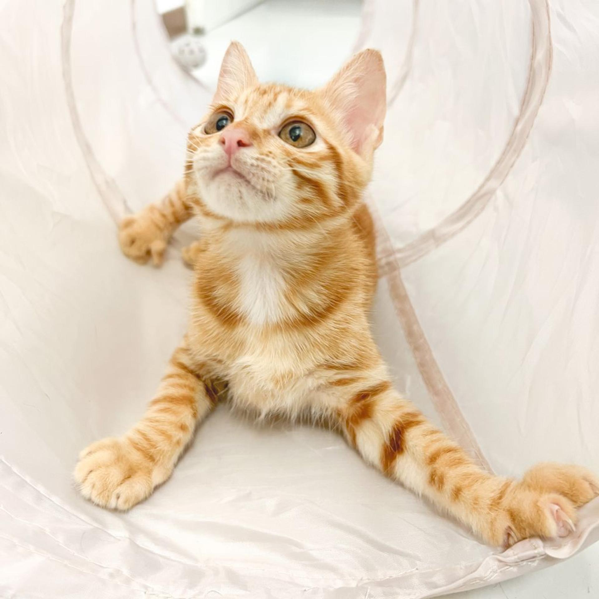 pet-image-4