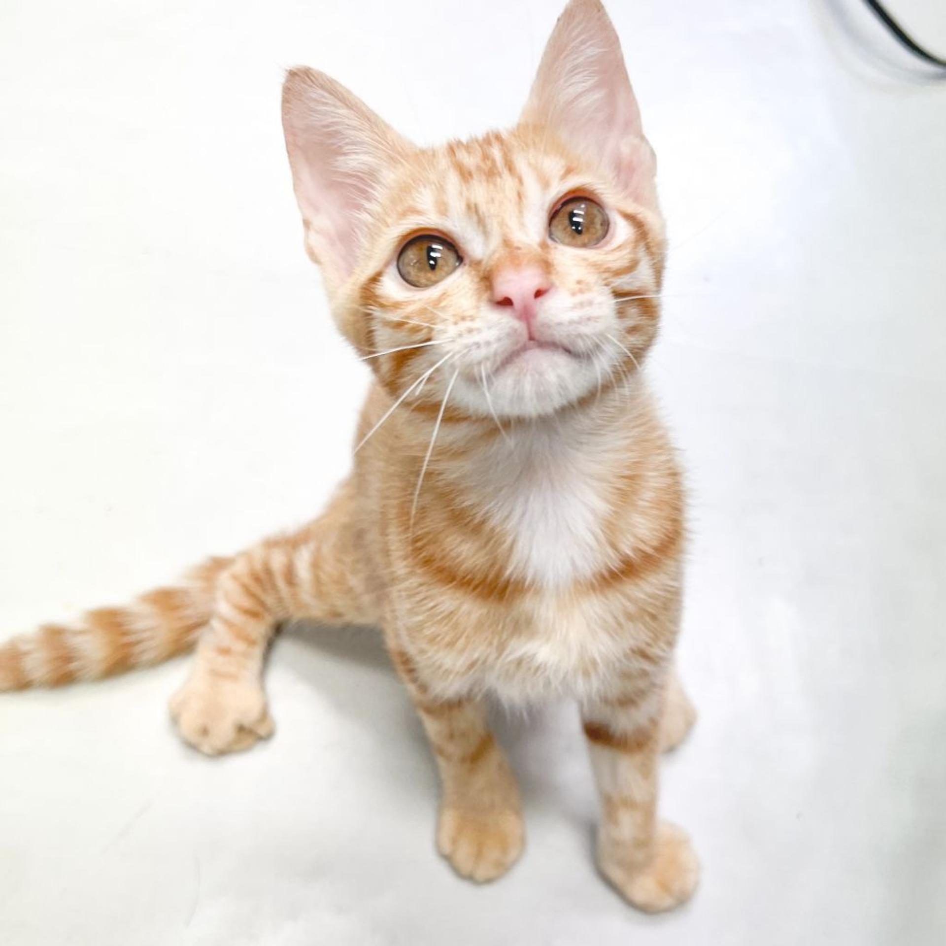 pet-image-5