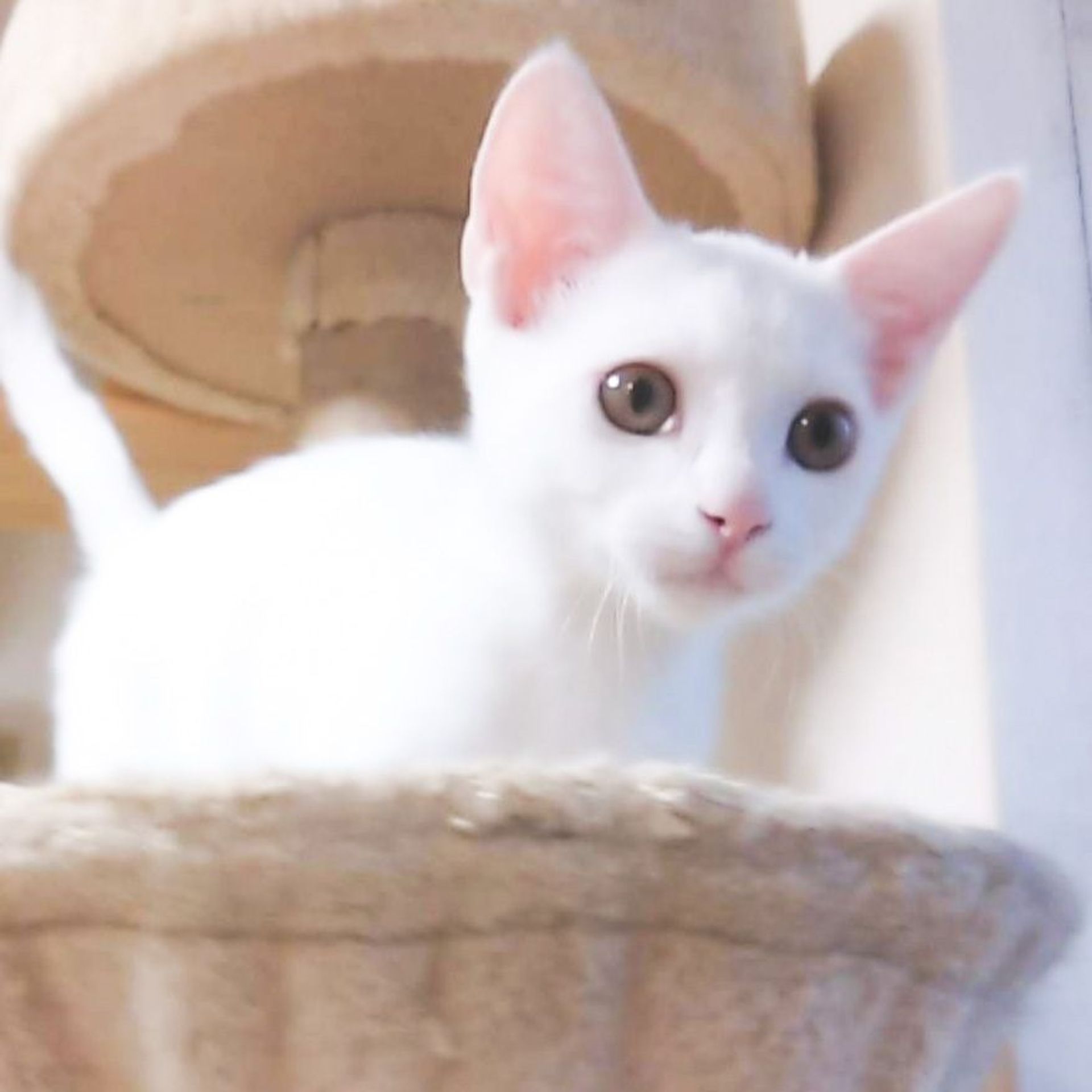 雑種（ミックス猫）・オスの里親募集の写真