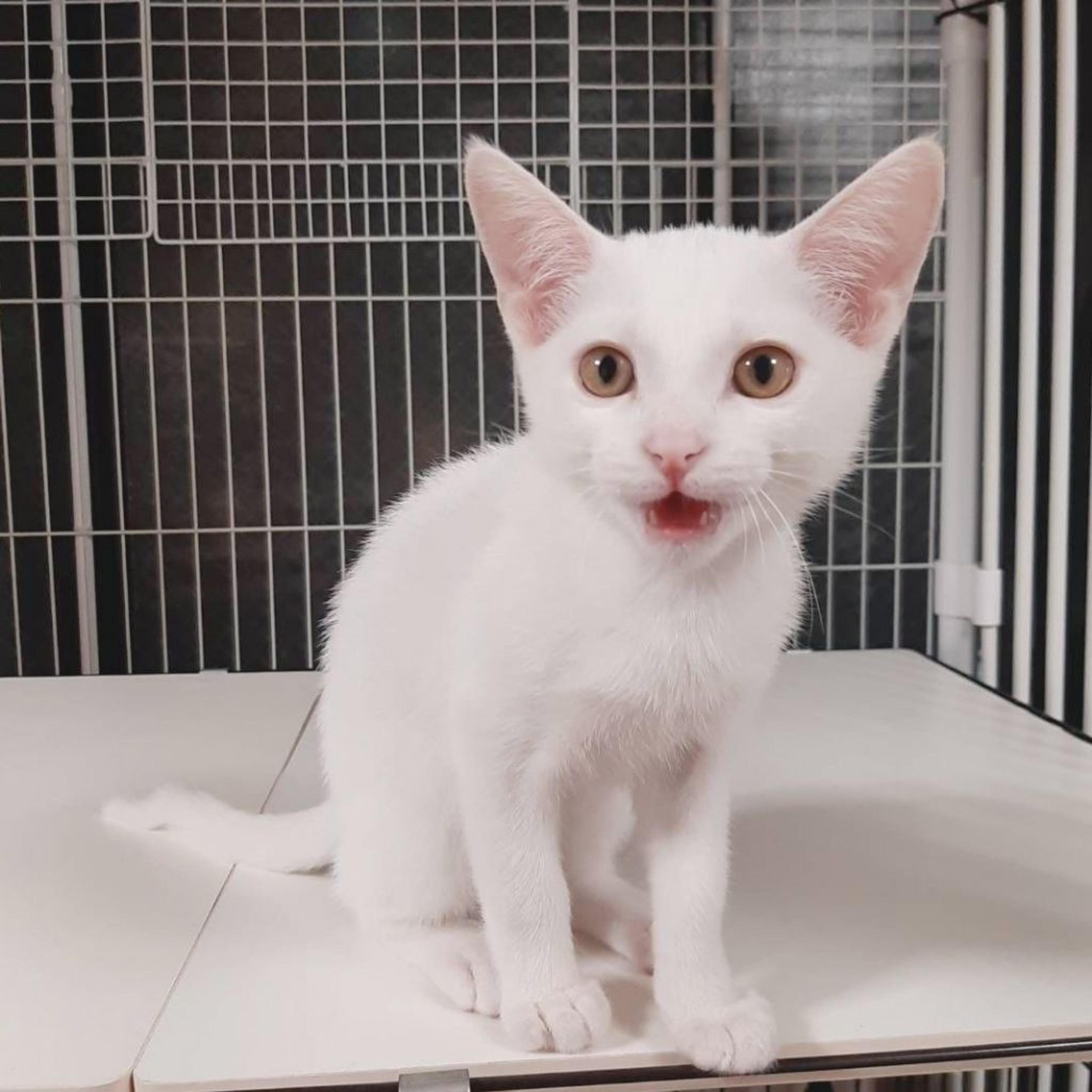 pet-image-3