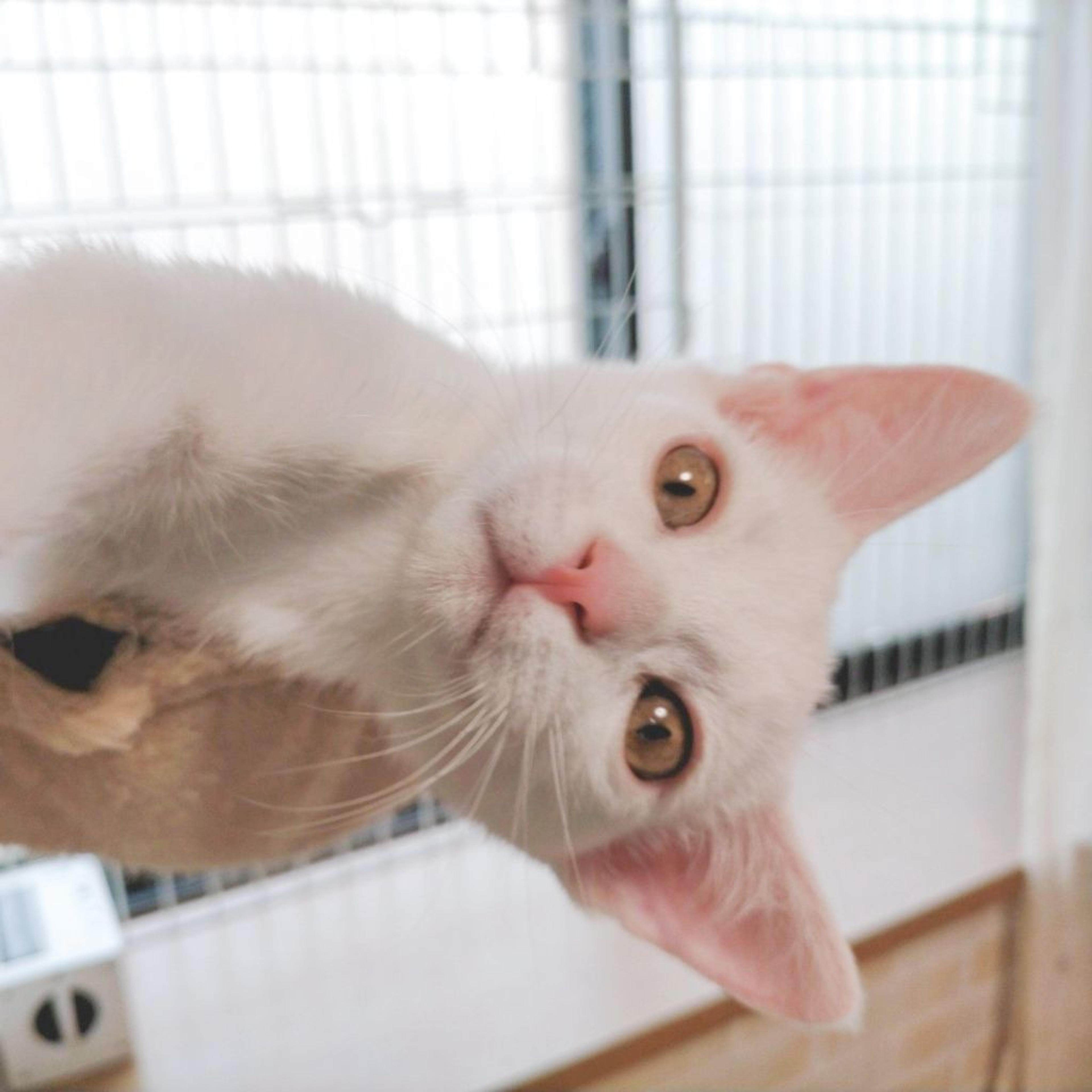 pet-image-4