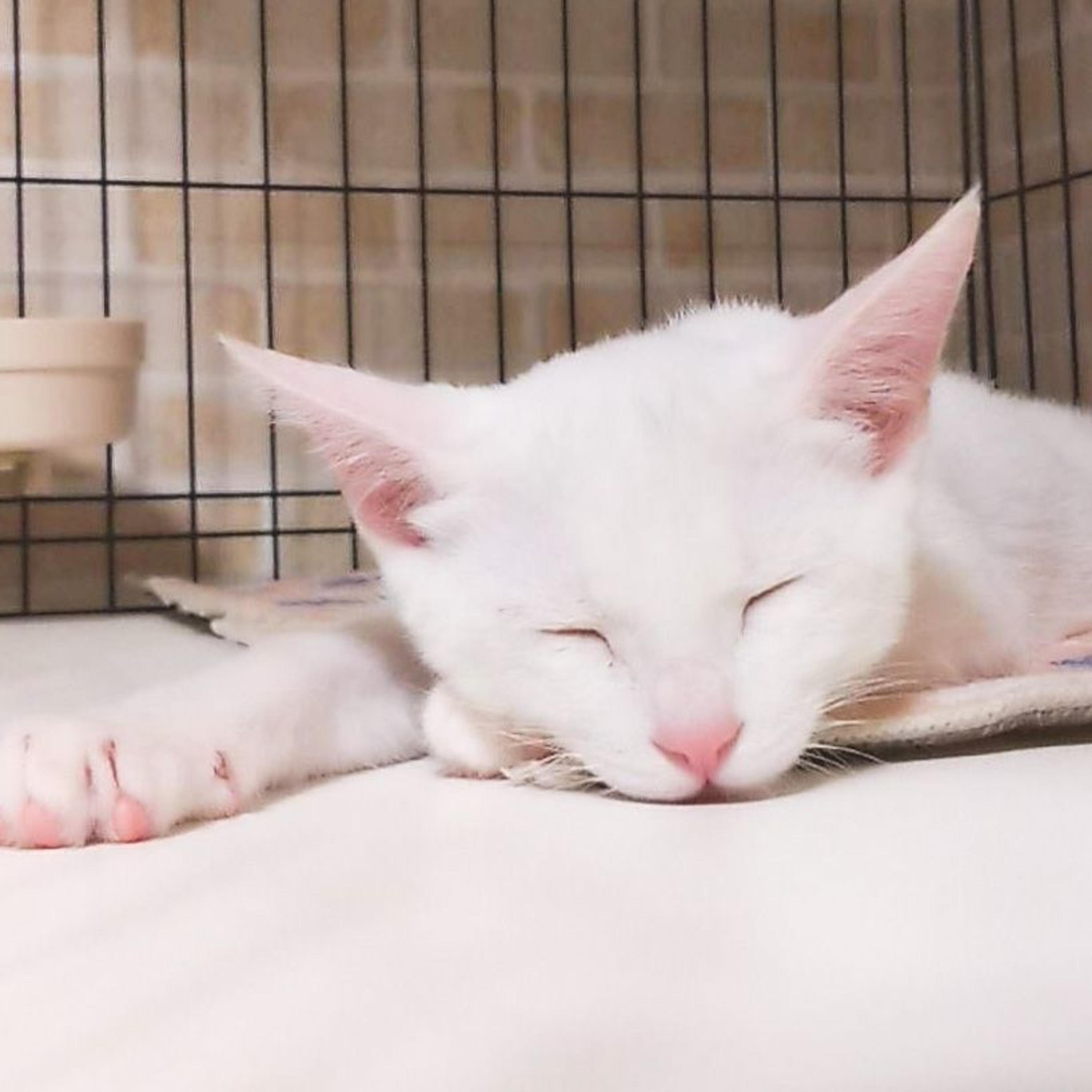 pet-image-5