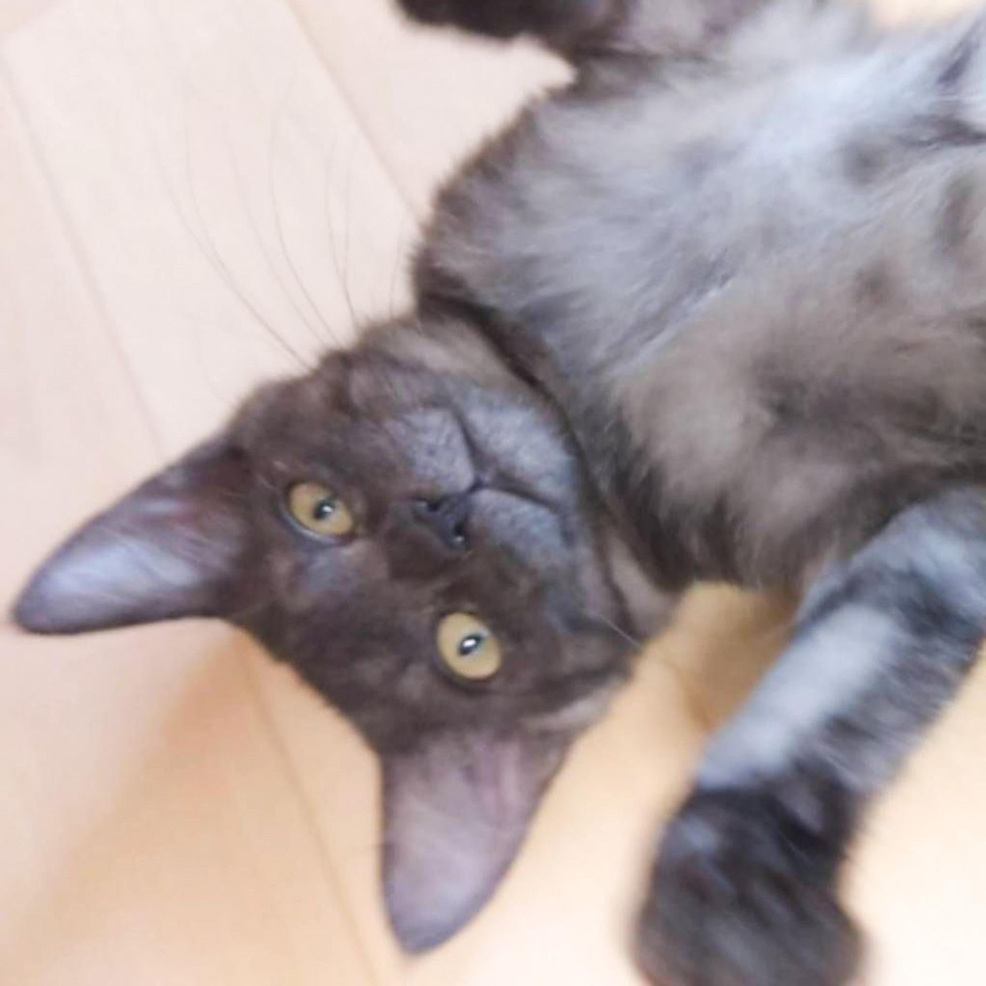 pet-image-2