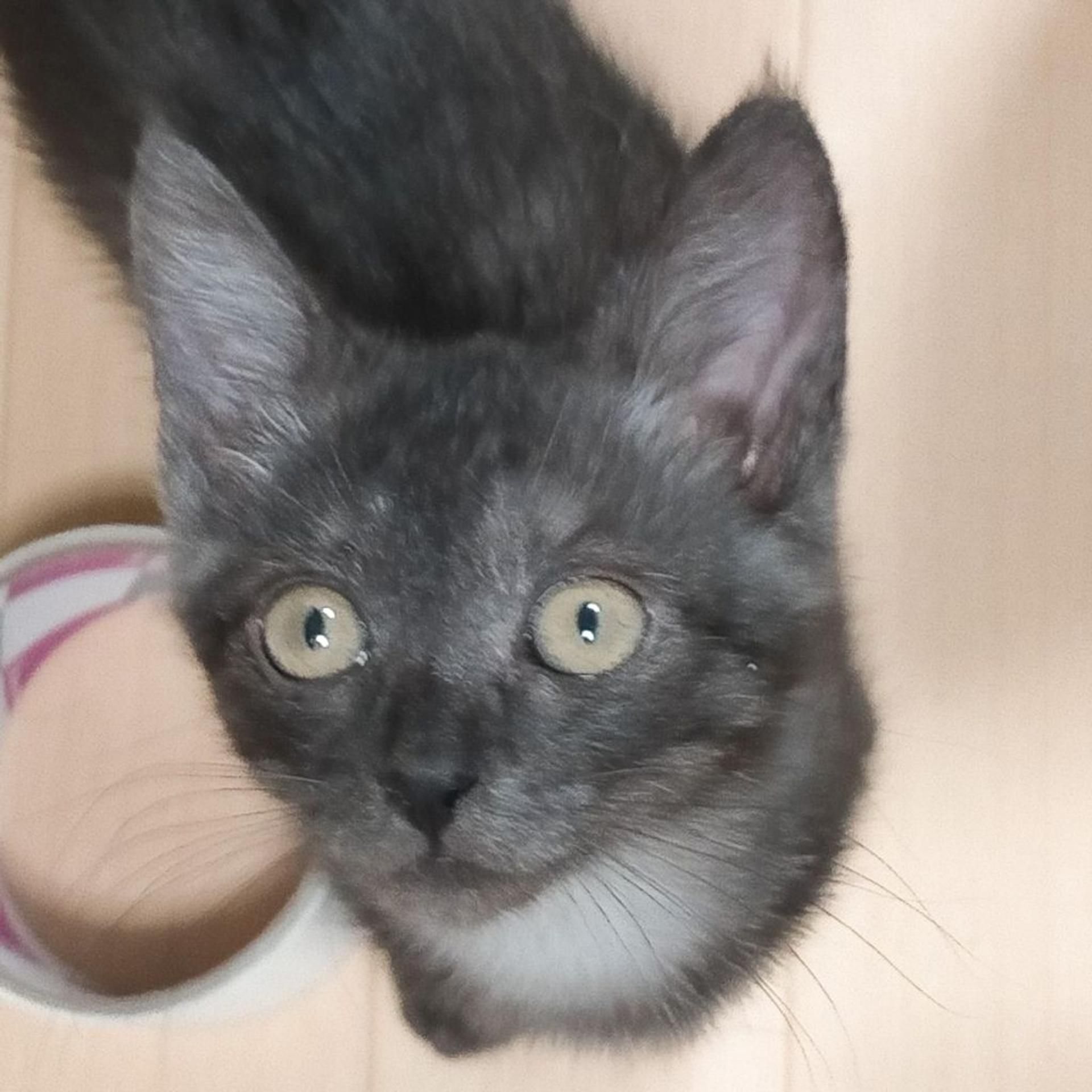 pet-image-3