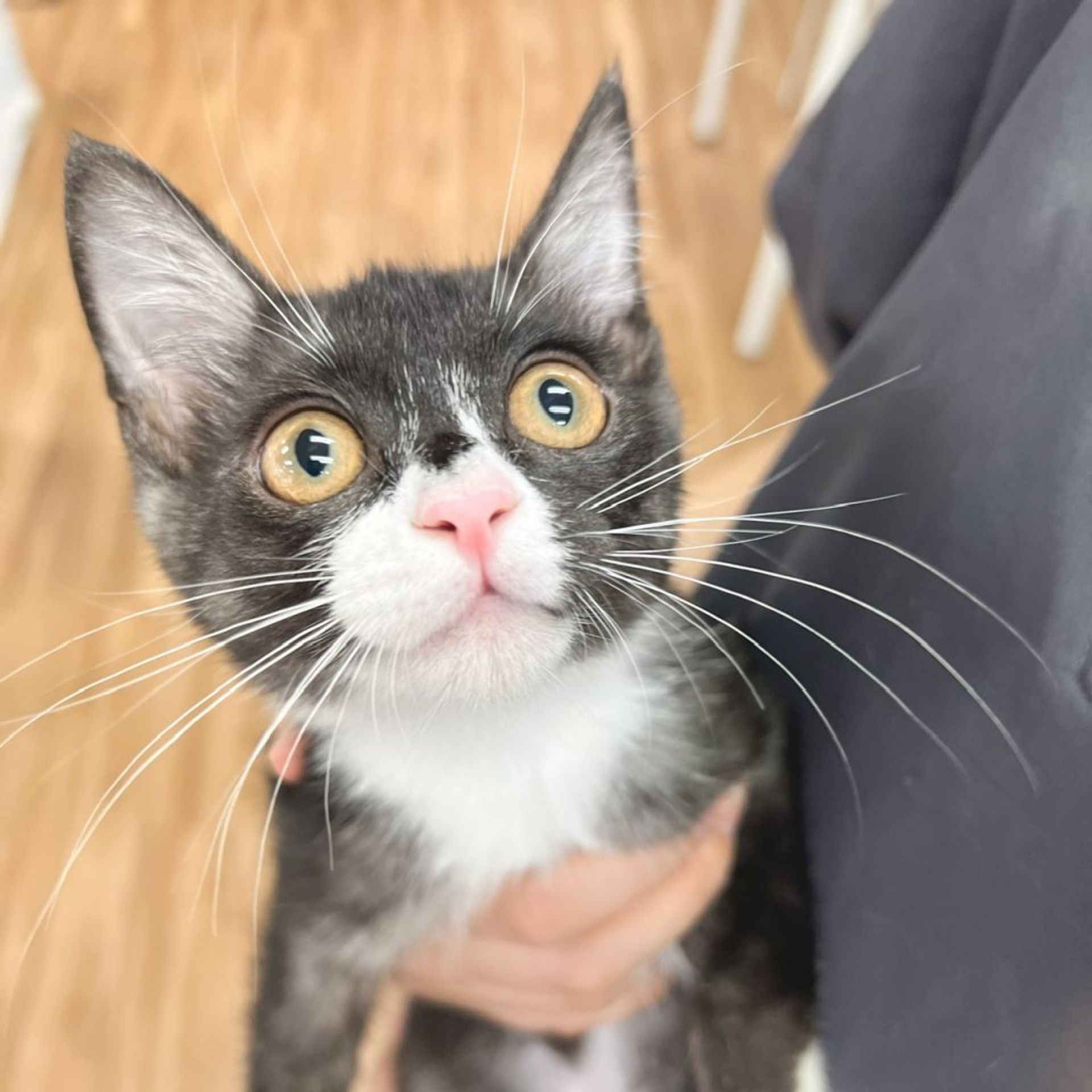 雑種（ミックス猫）・メスの里親募集の写真