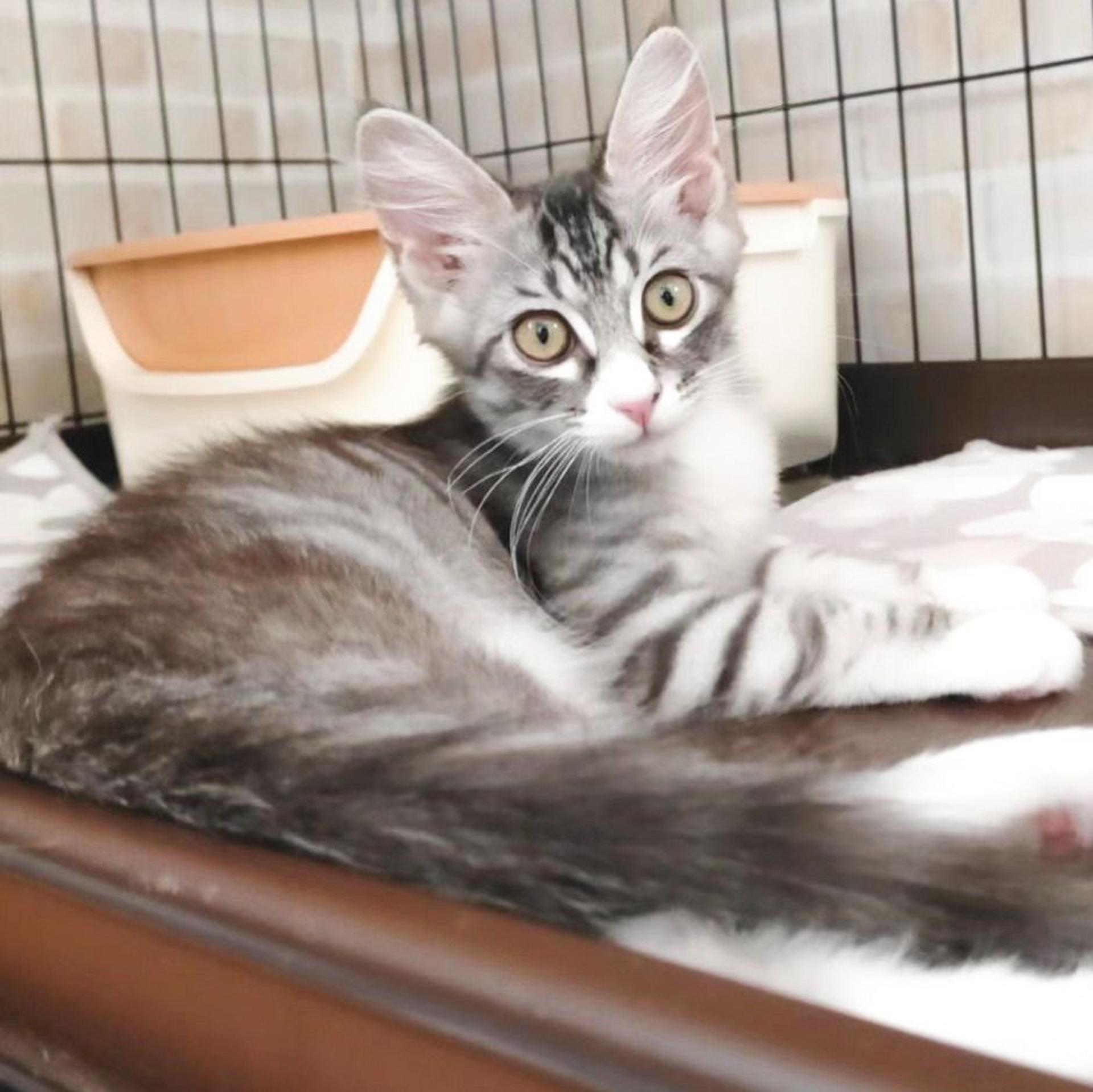 pet-image-3