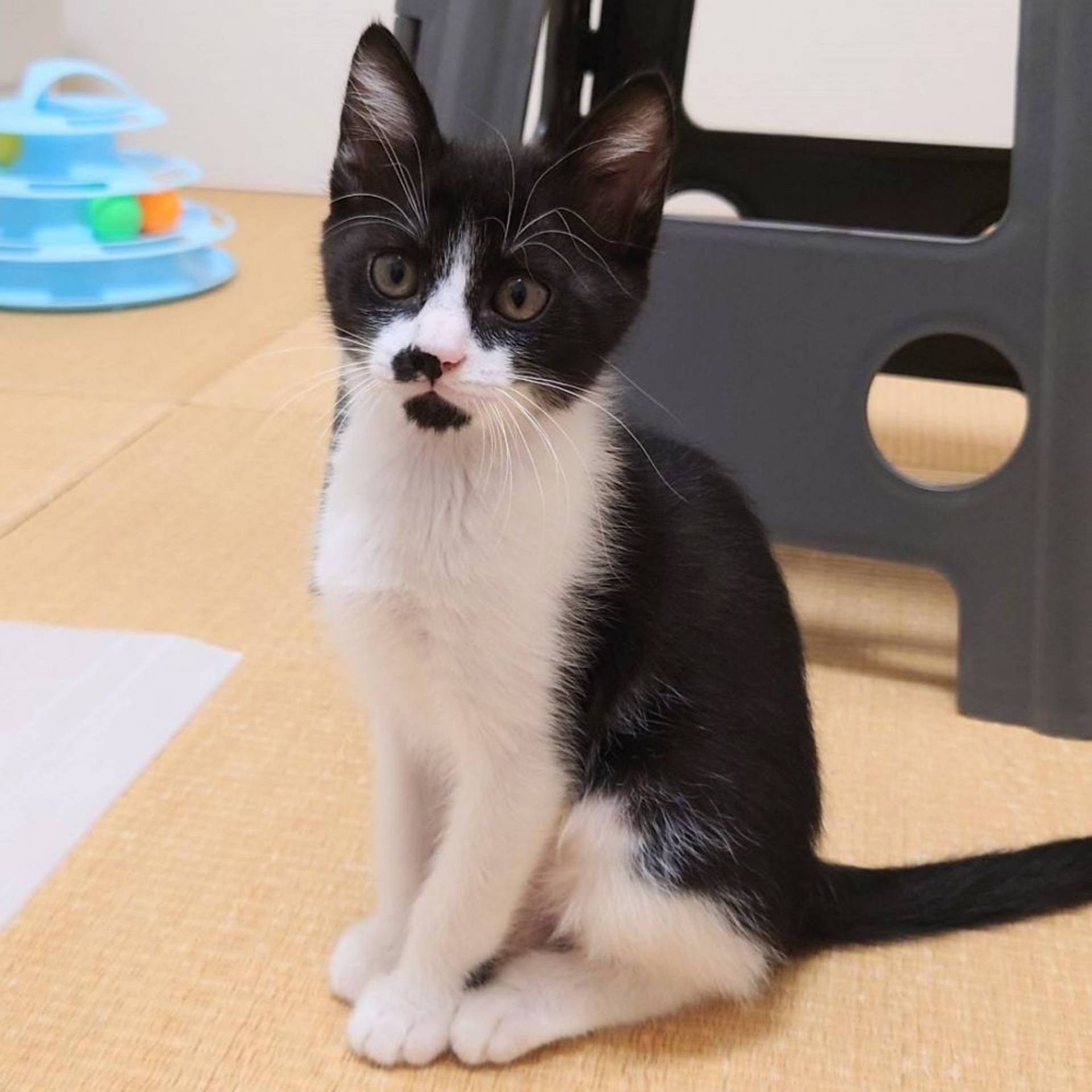 雑種（ミックス猫）・オスの里親募集の写真