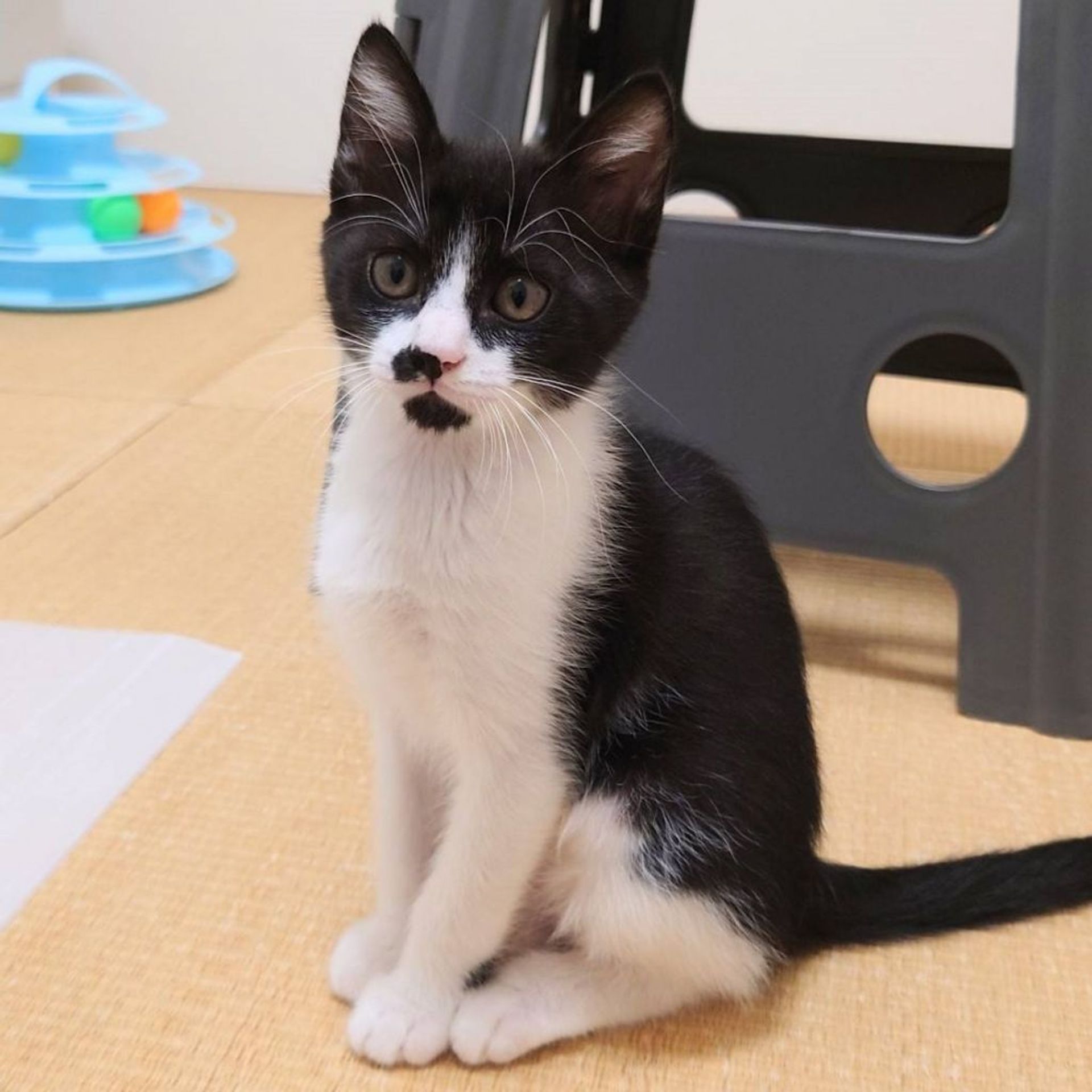 雑種（ミックス猫）・オスの里親募集の写真
