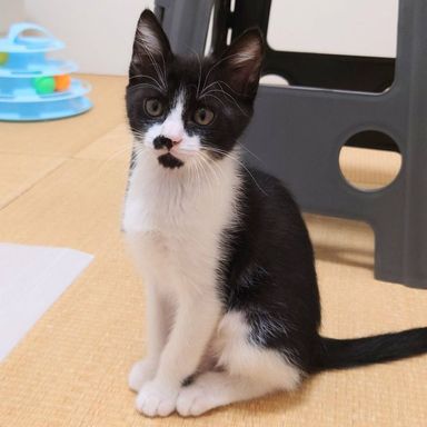 たまの写真