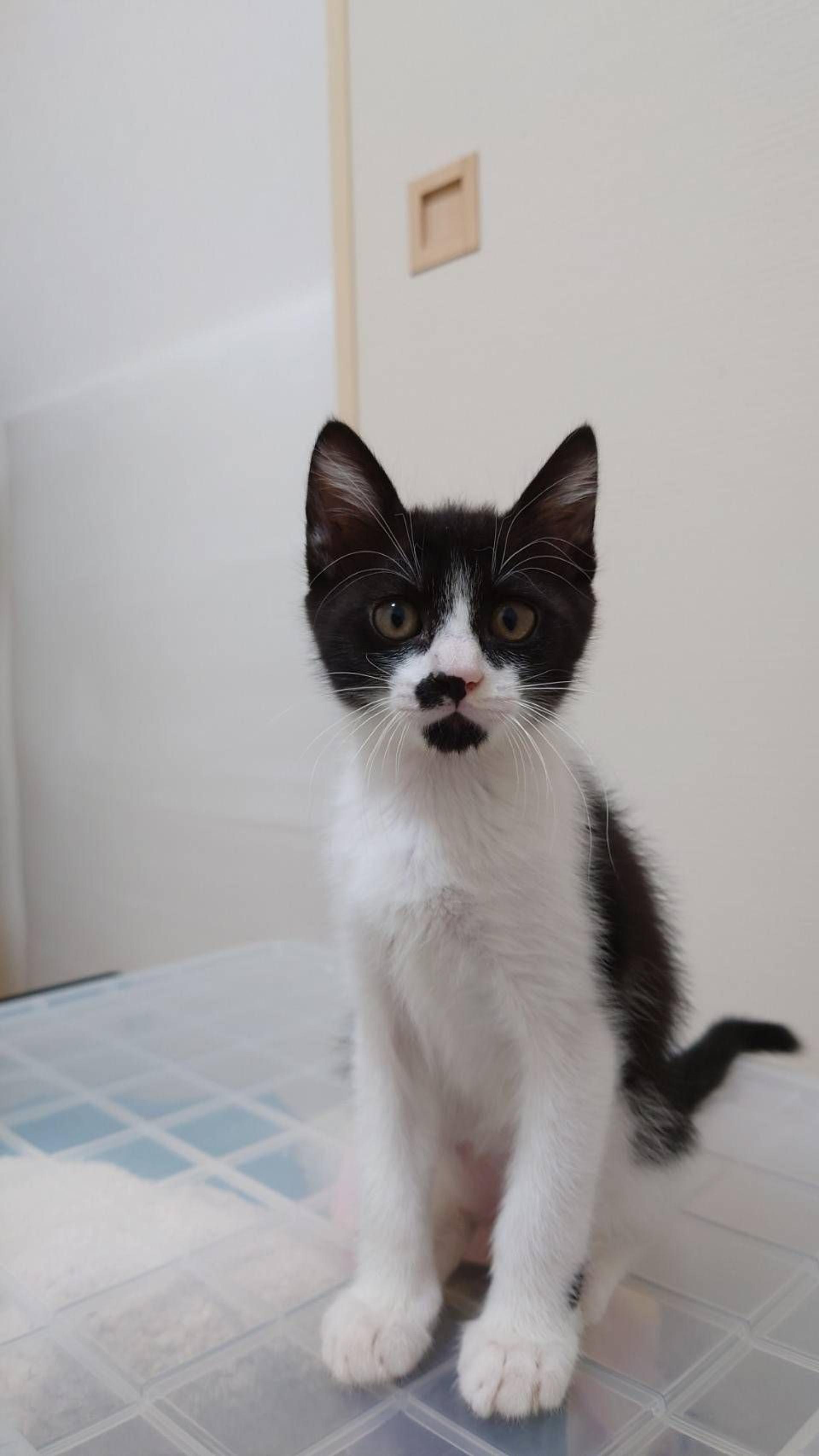 pet-image-2