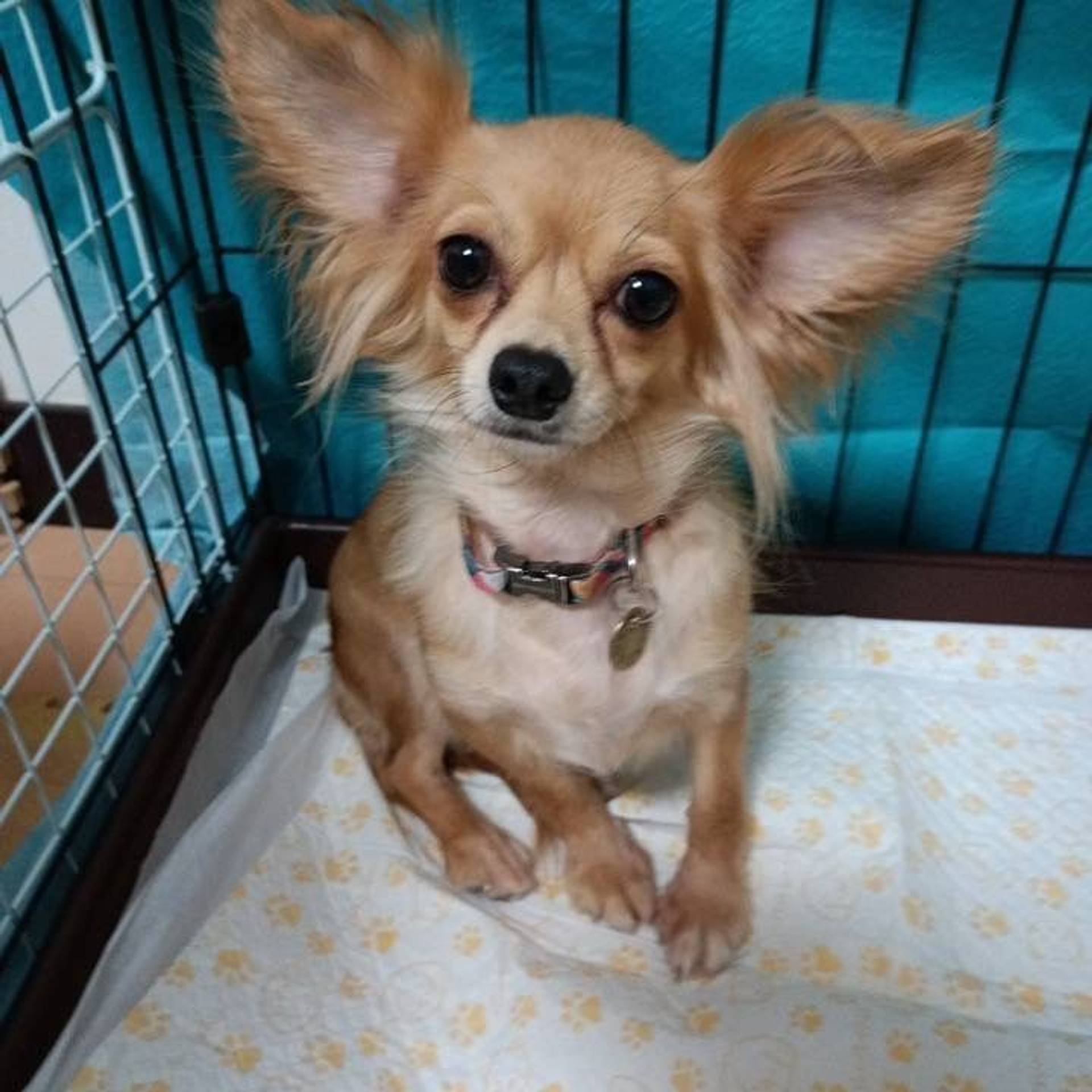 雑種（ミックス犬）・メスの里親募集の写真