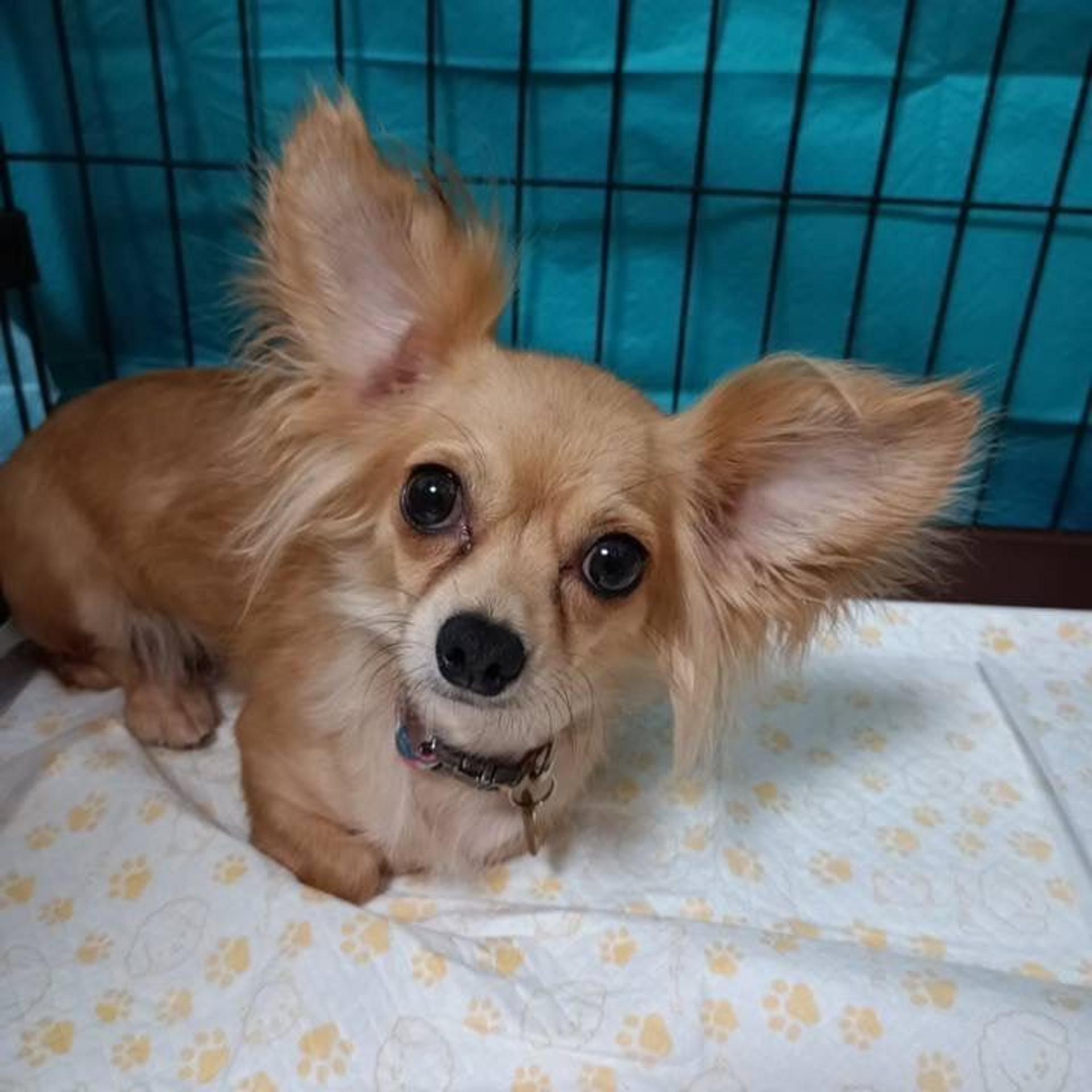 pet-image-2