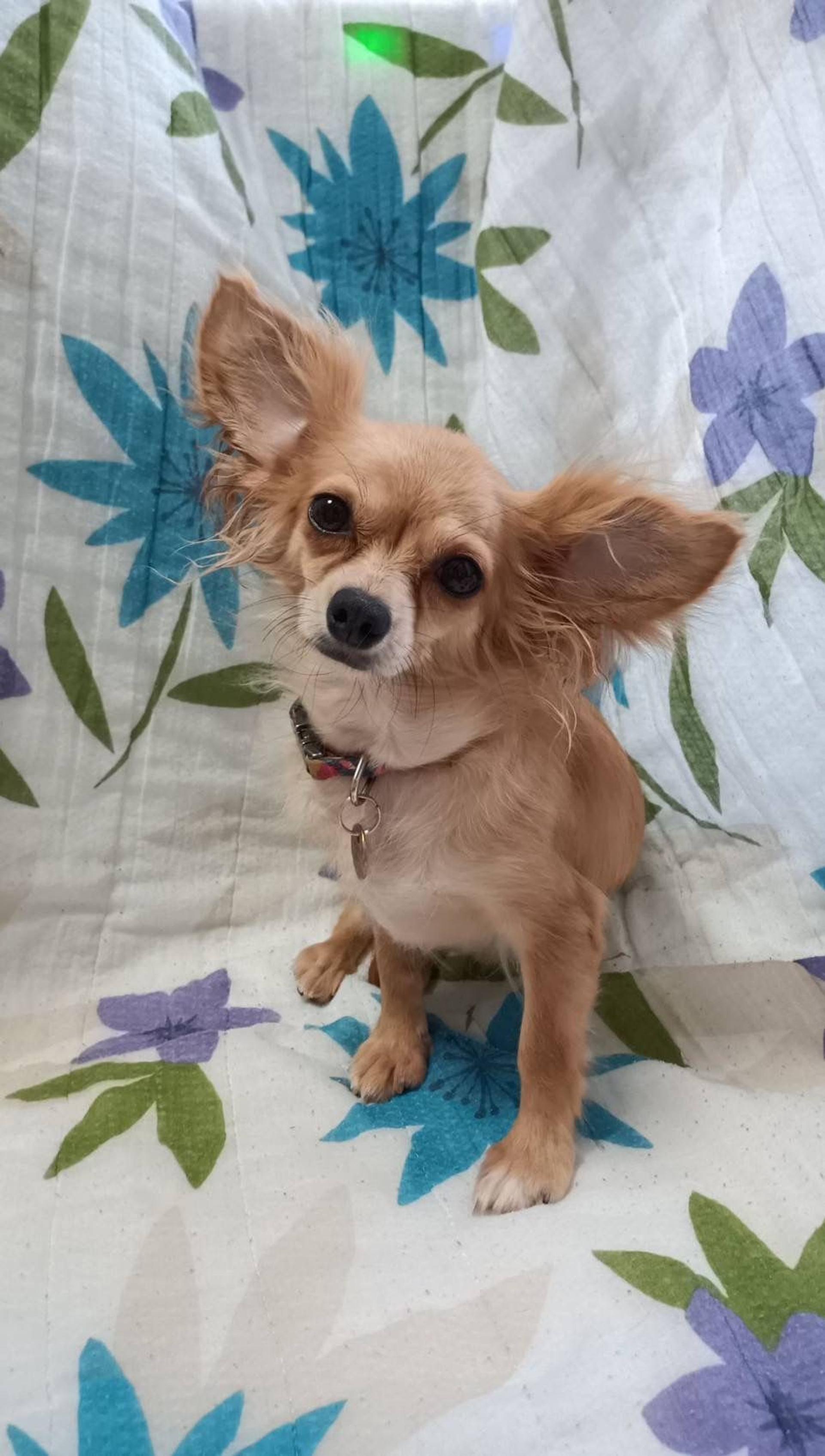 pet-image-3