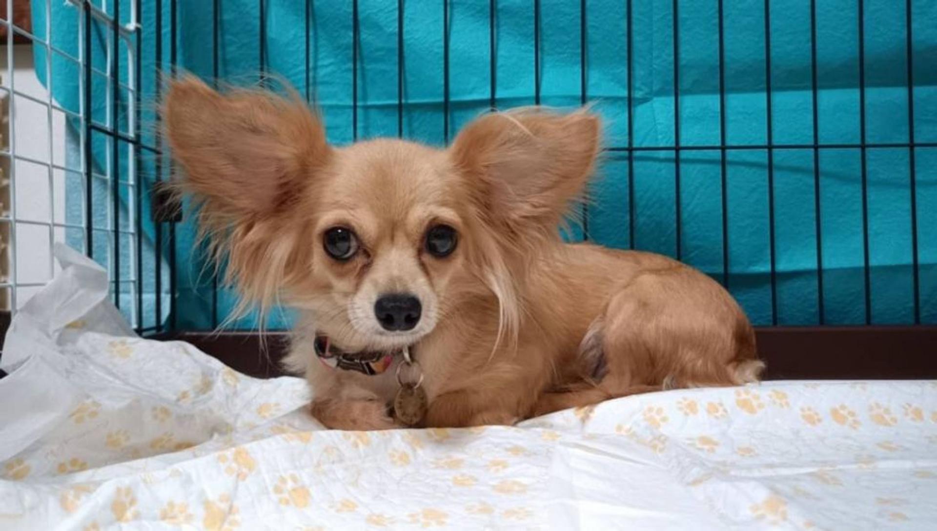 pet-image-4