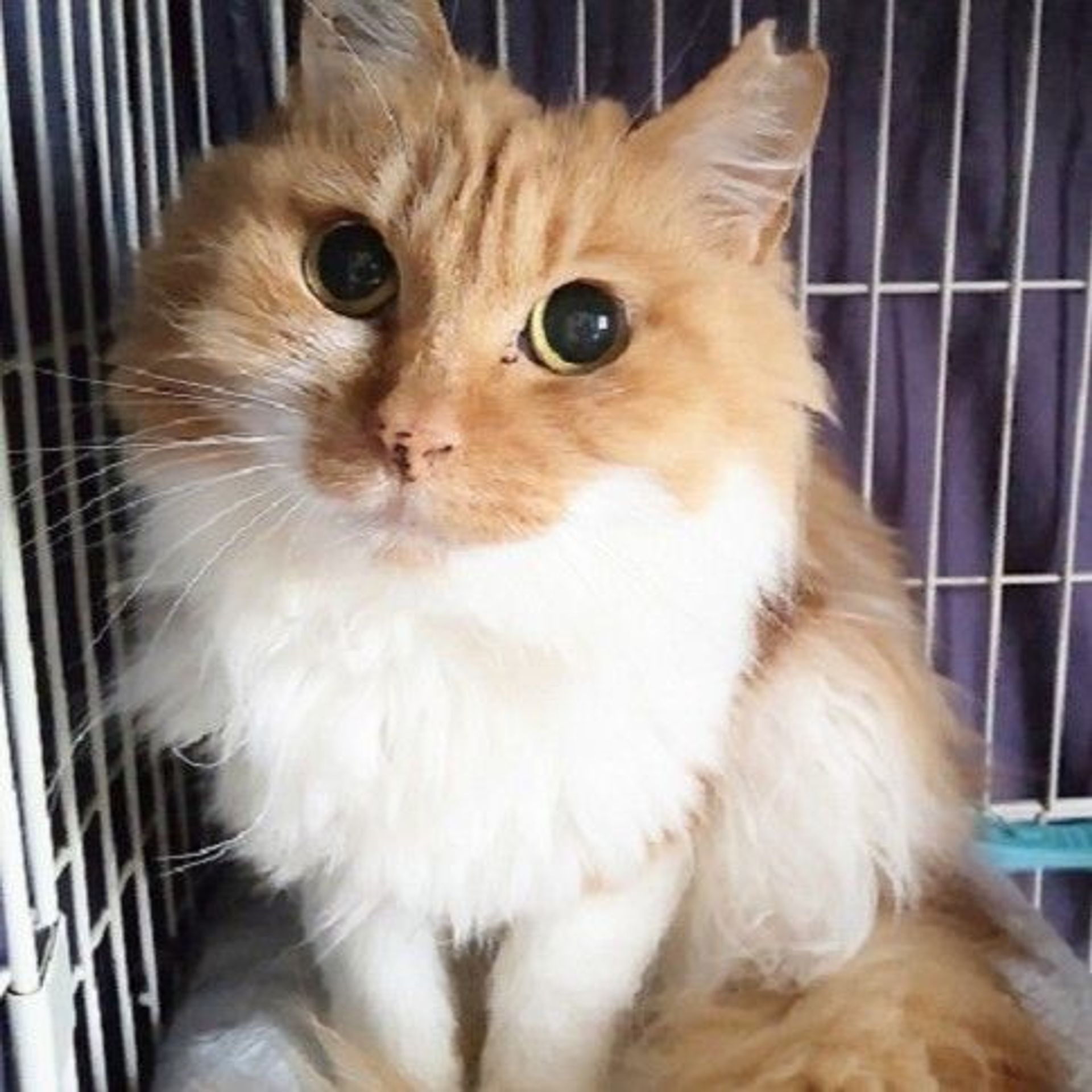 雑種（ミックス猫）・メスの里親募集の写真