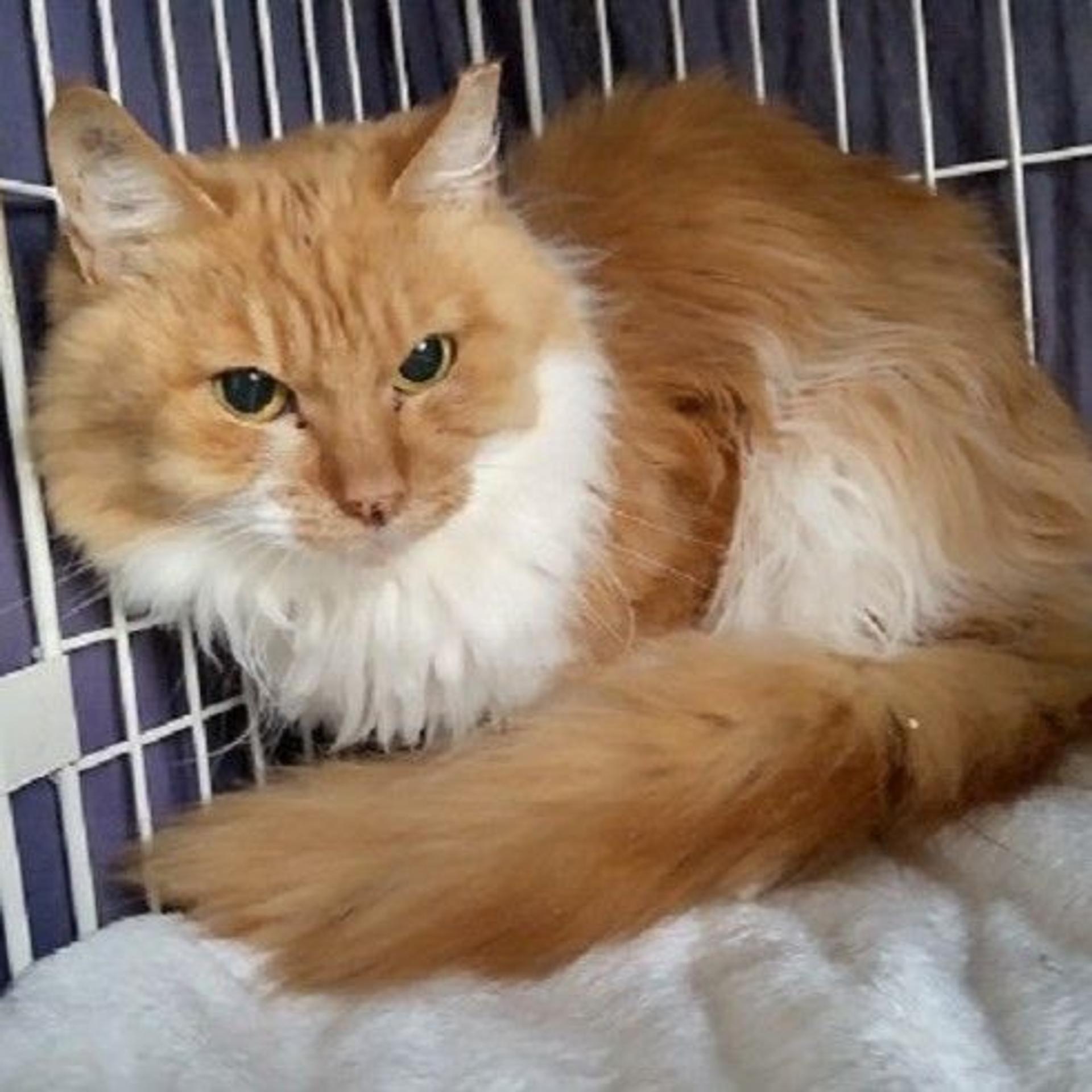 pet-image-3