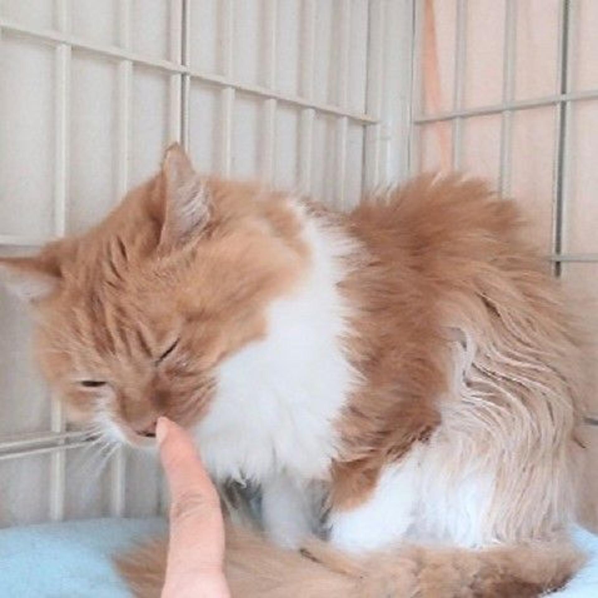 pet-image-4