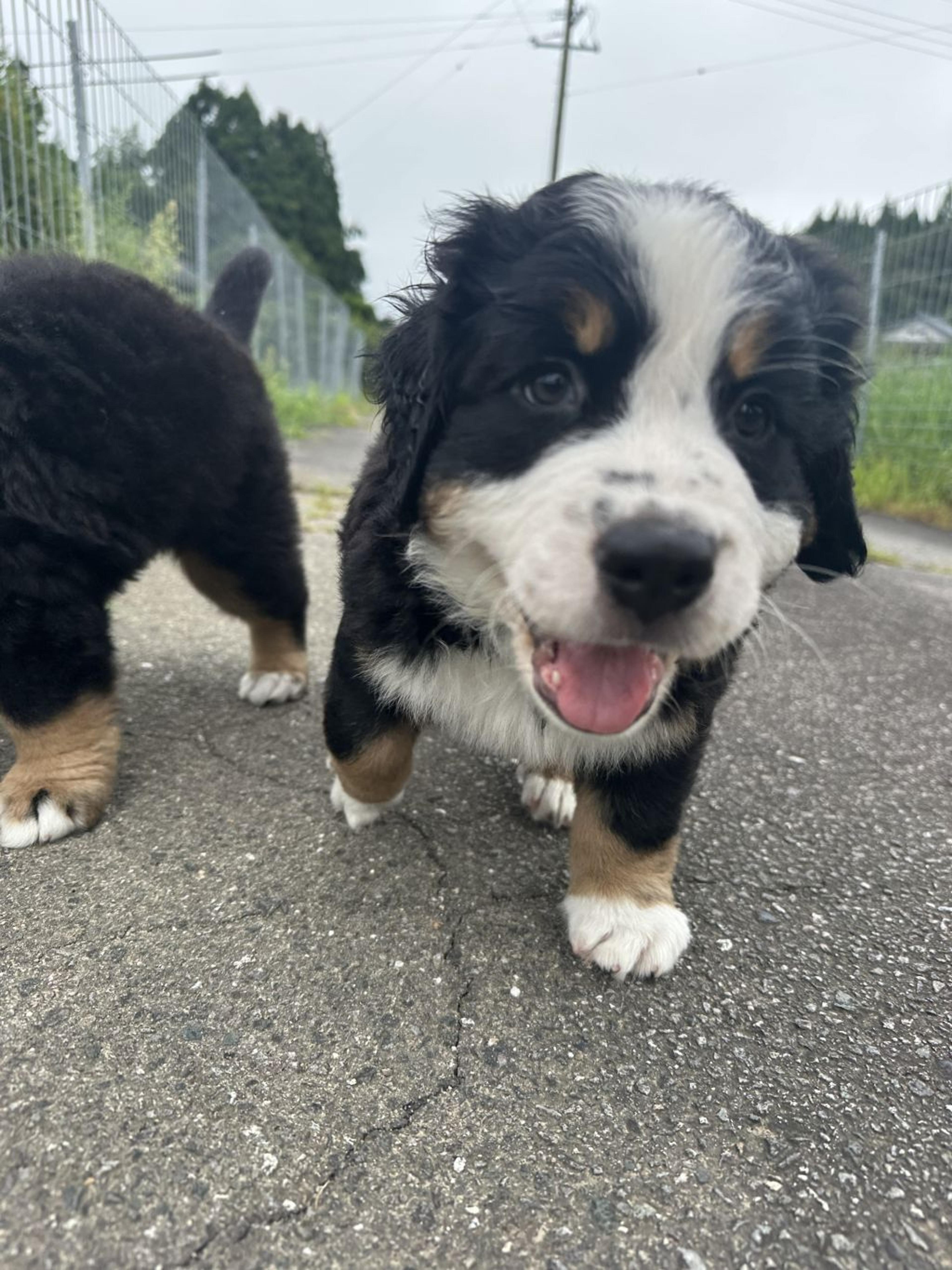 pet-image-2