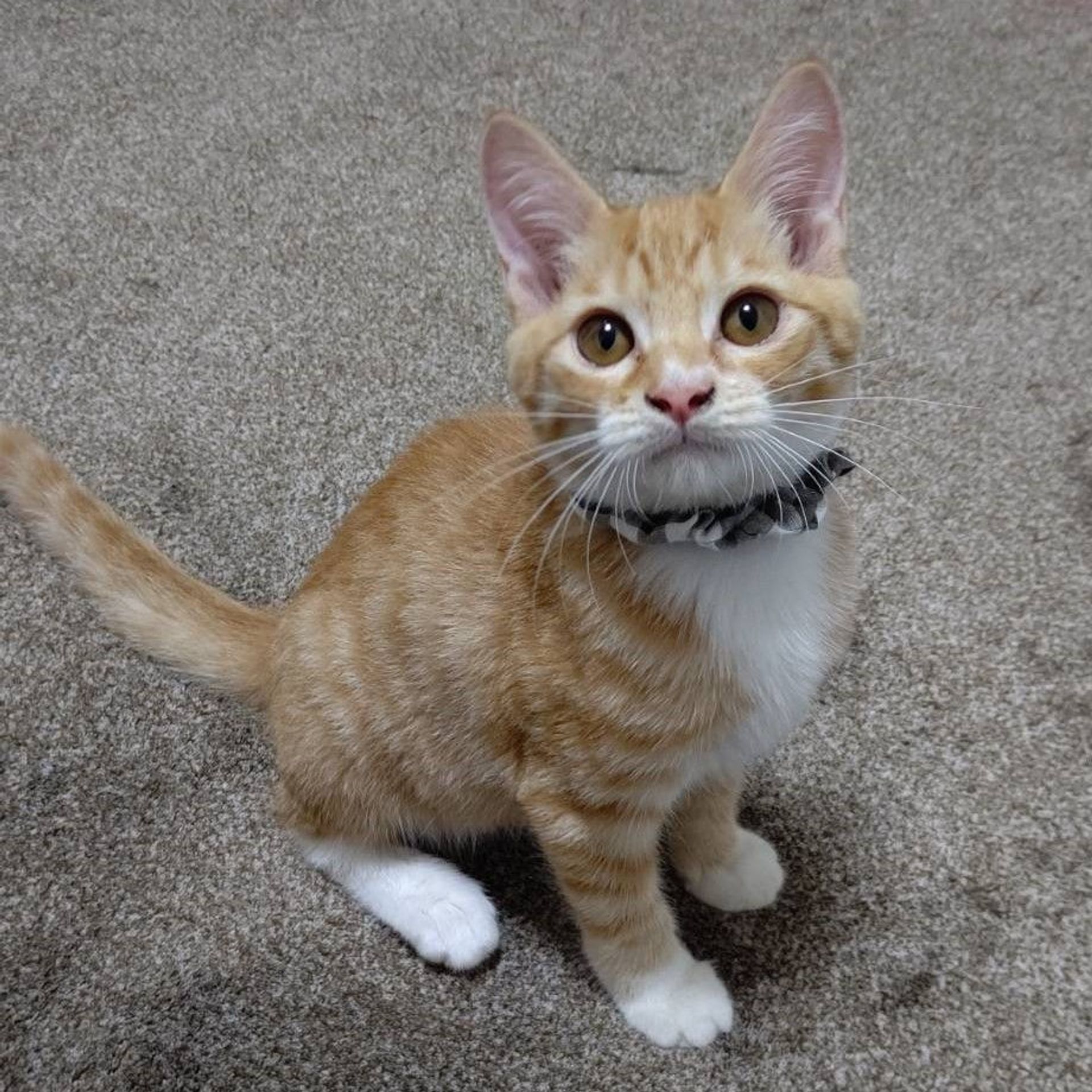 雑種（ミックス猫）・オスの里親募集の写真