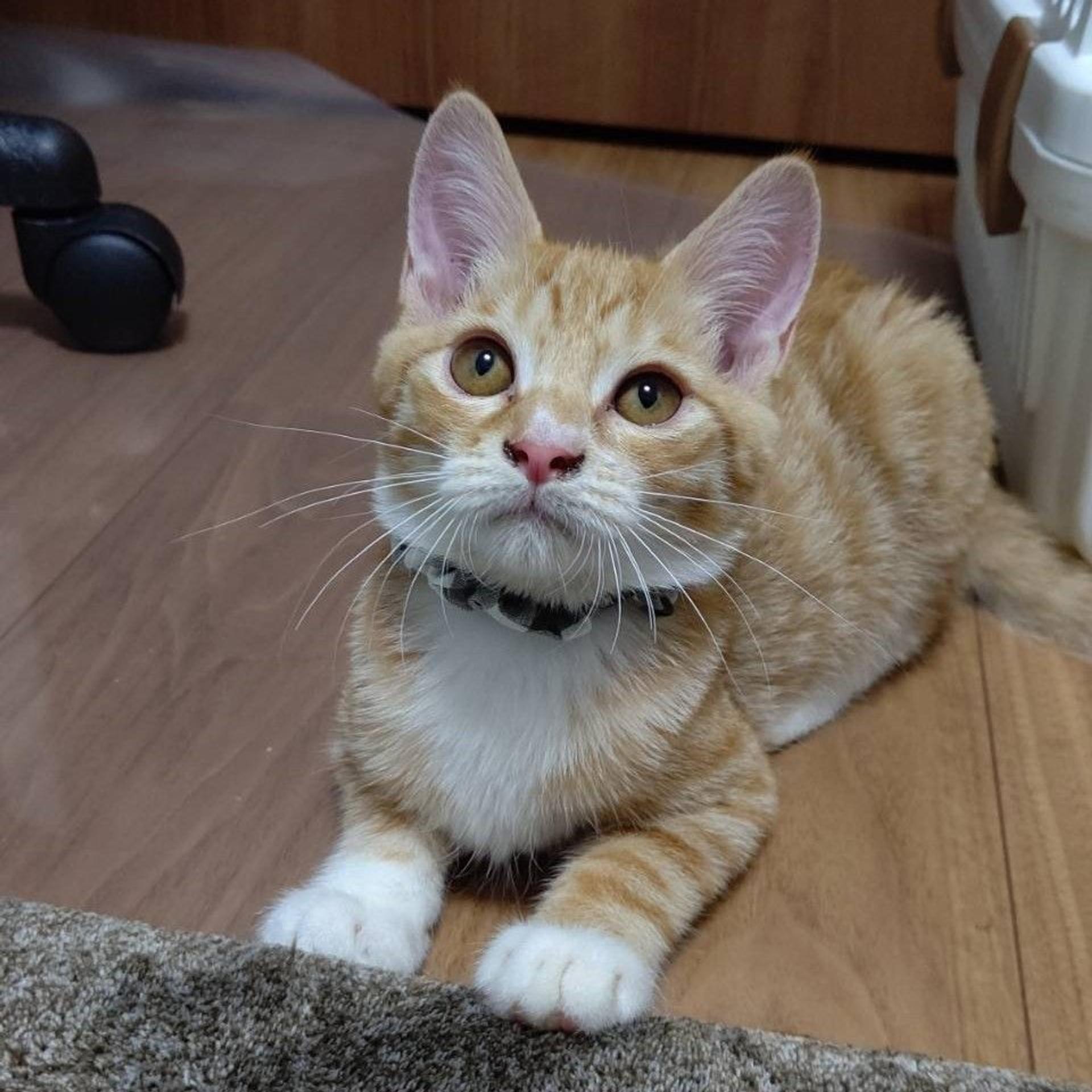 pet-image-3