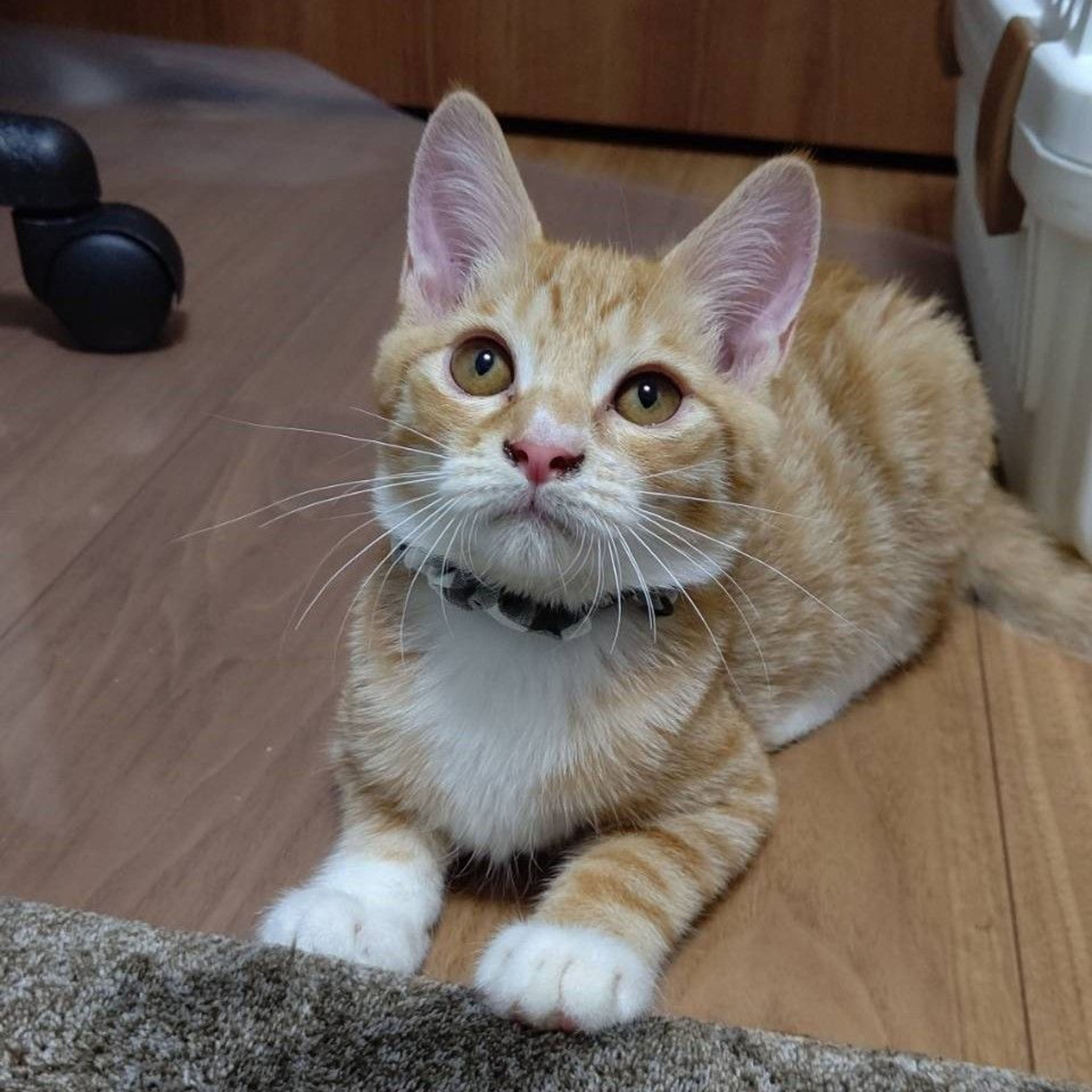 pet-image-3