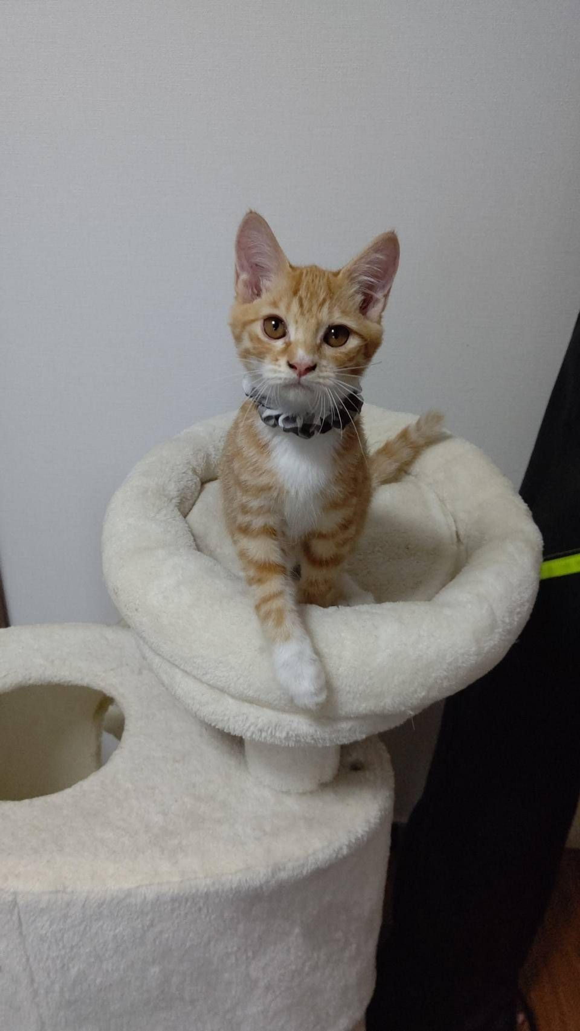 pet-image-4
