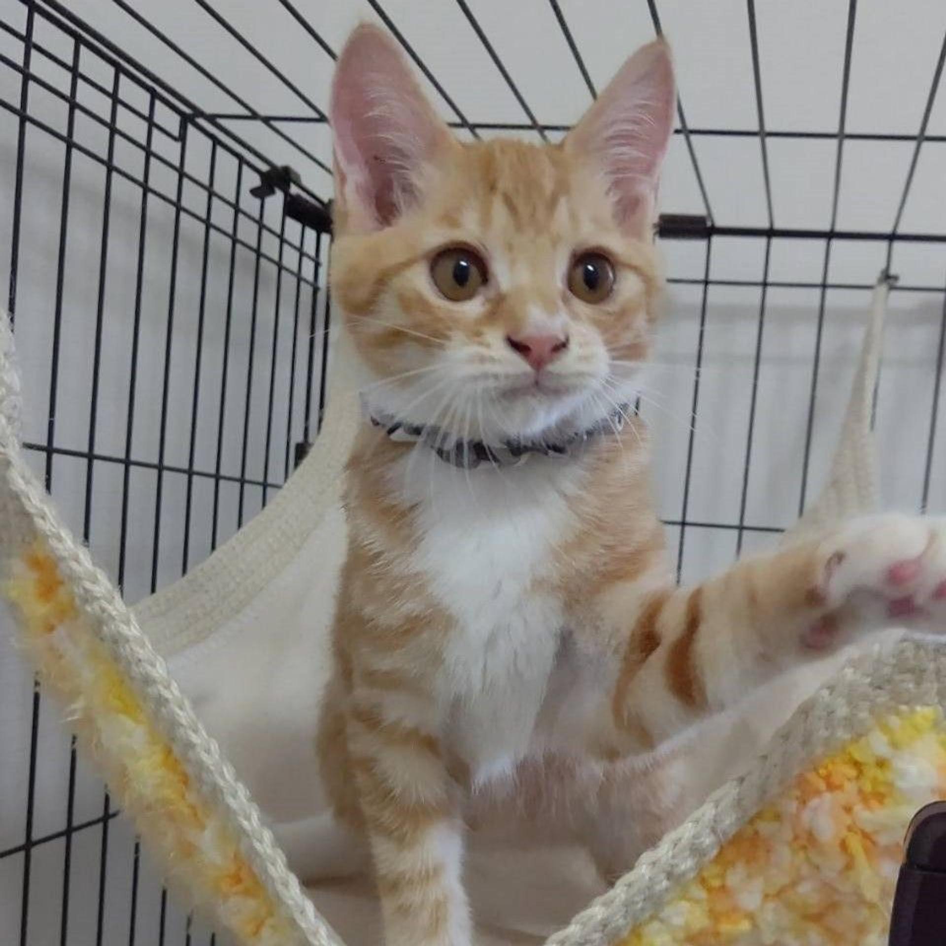 pet-image-7