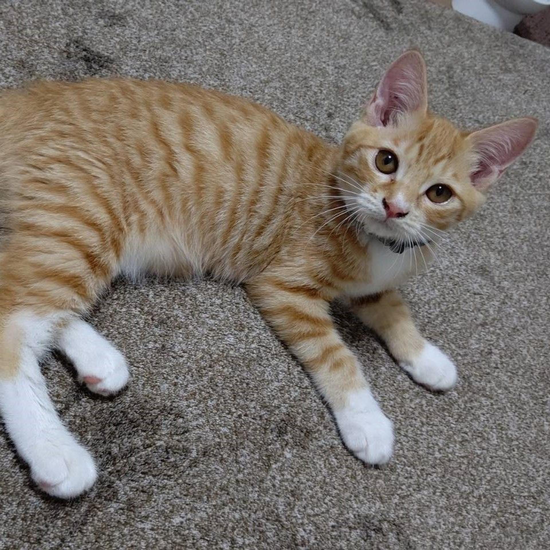 pet-image-9