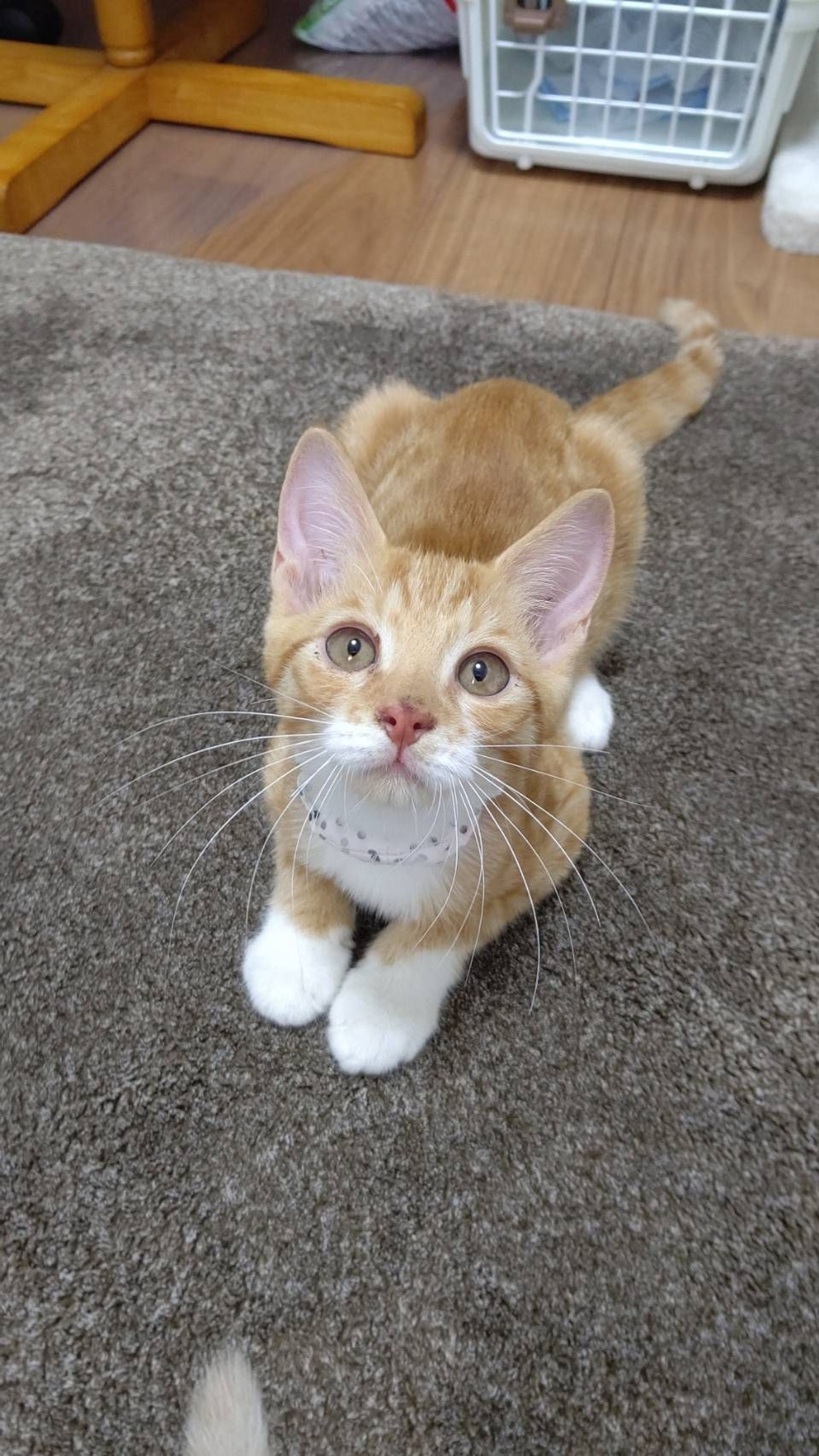 雑種（ミックス猫）・オスの里親募集の写真