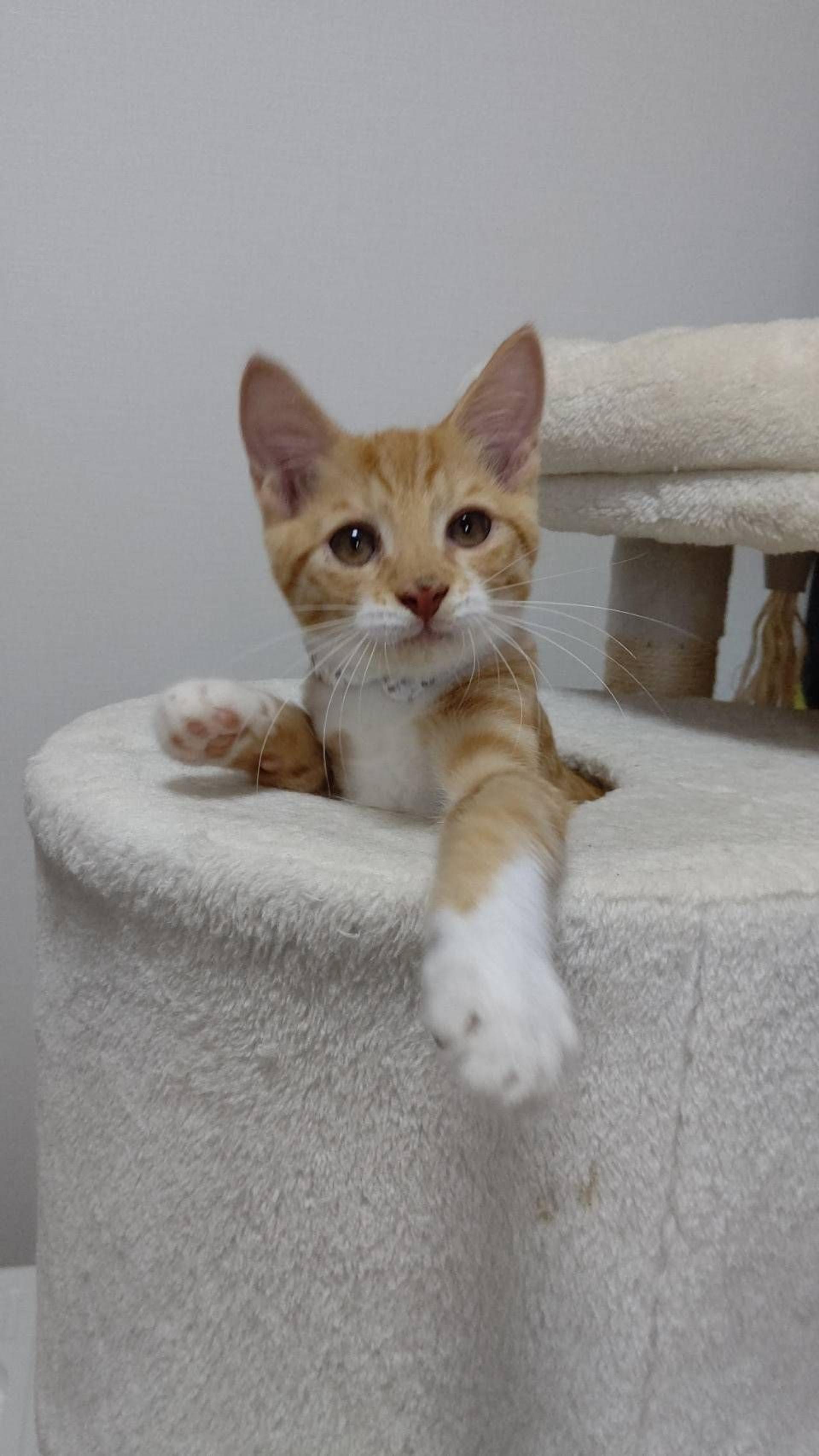 pet-image-3