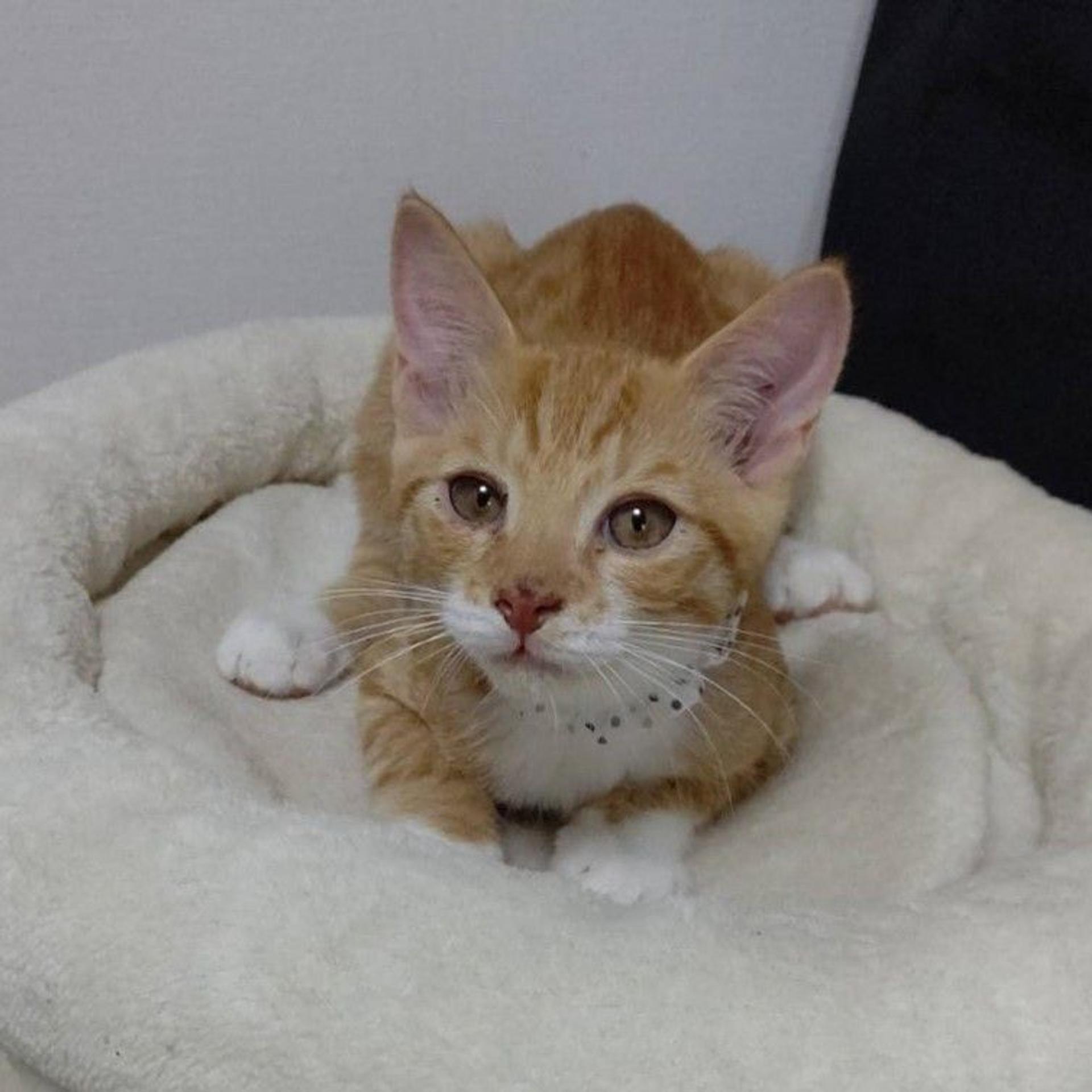 pet-image-5