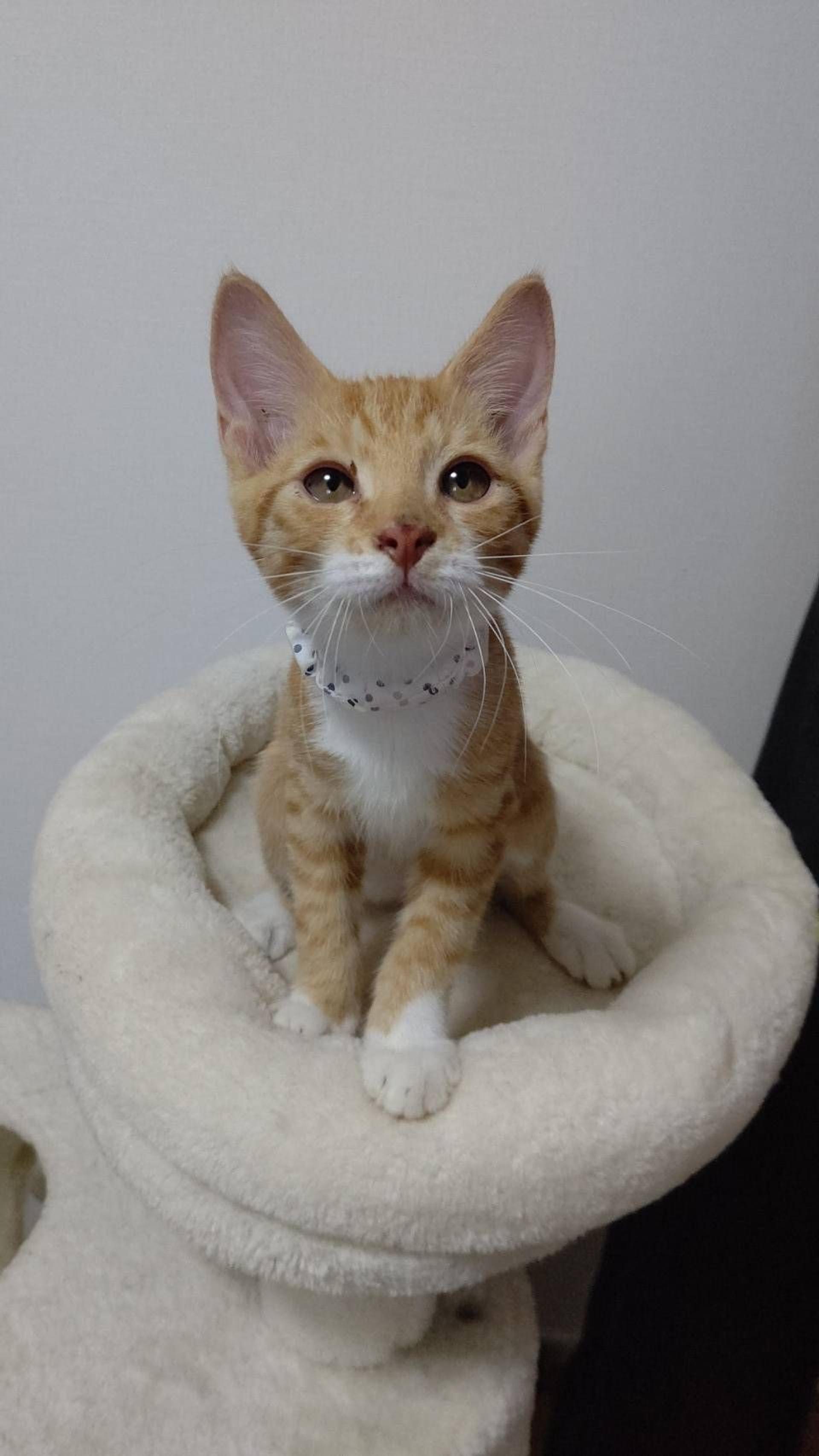 pet-image-6