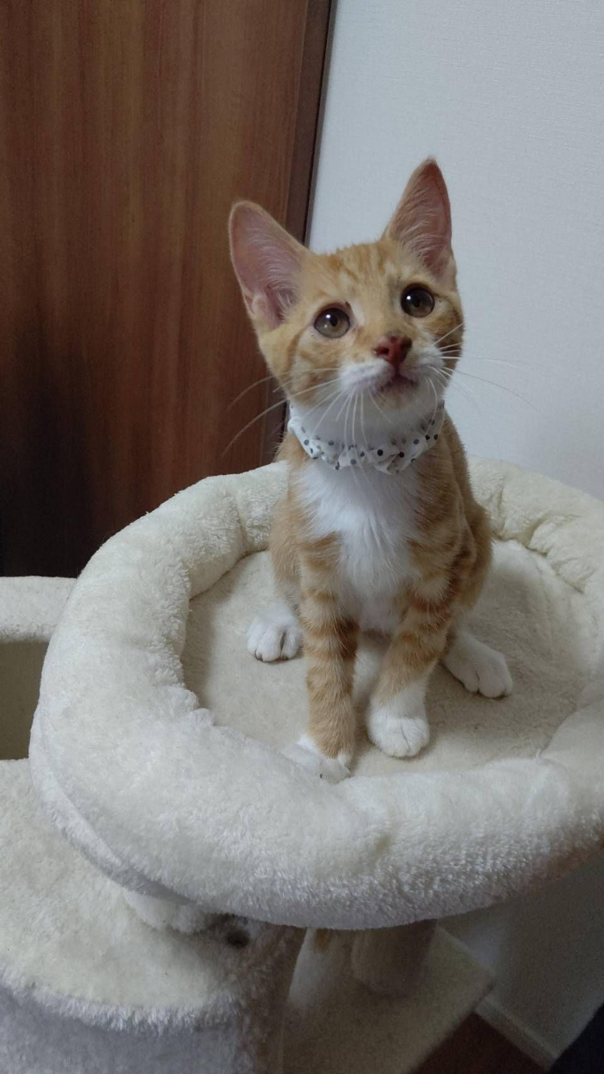 pet-image-7