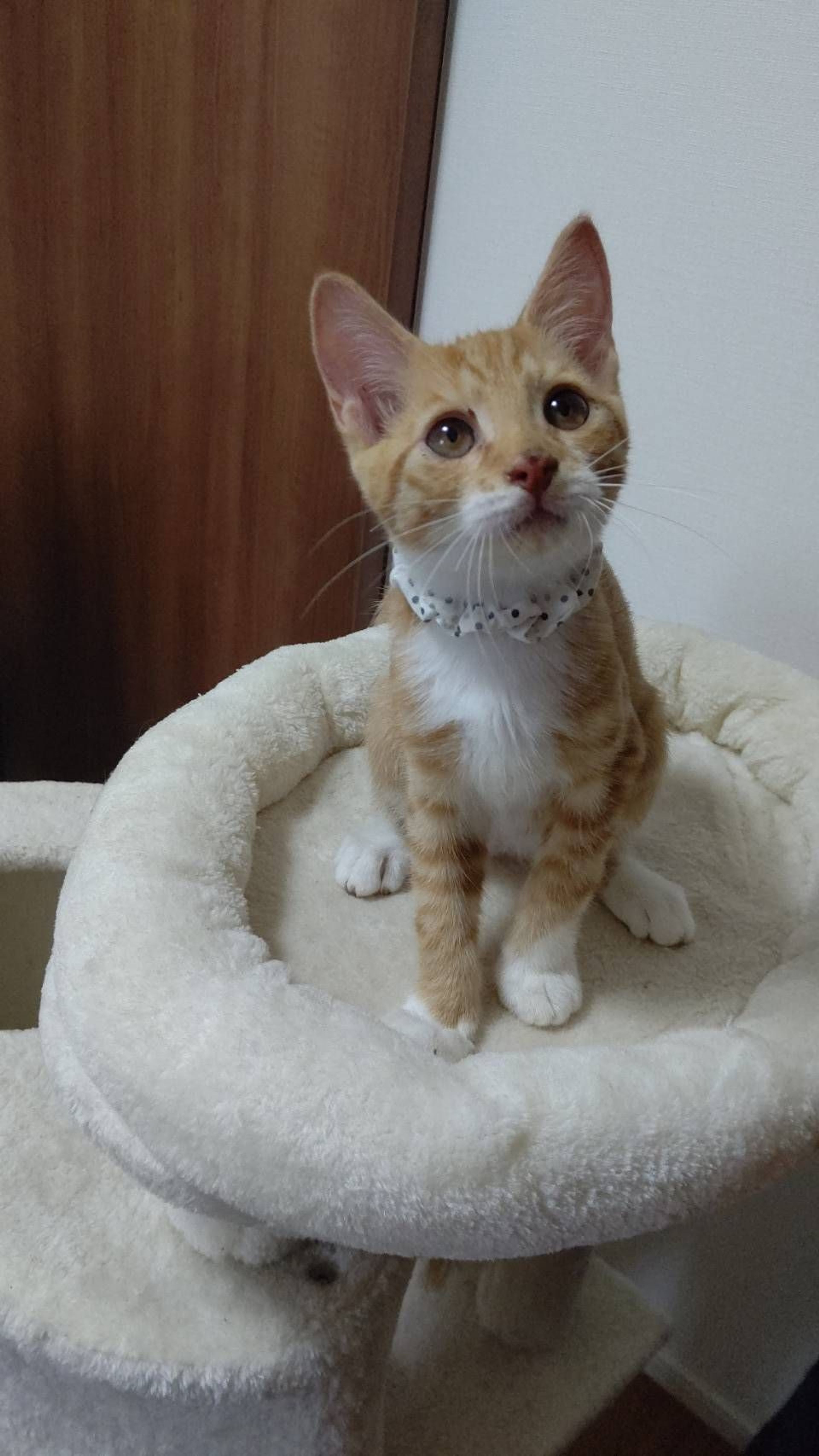 pet-image-7