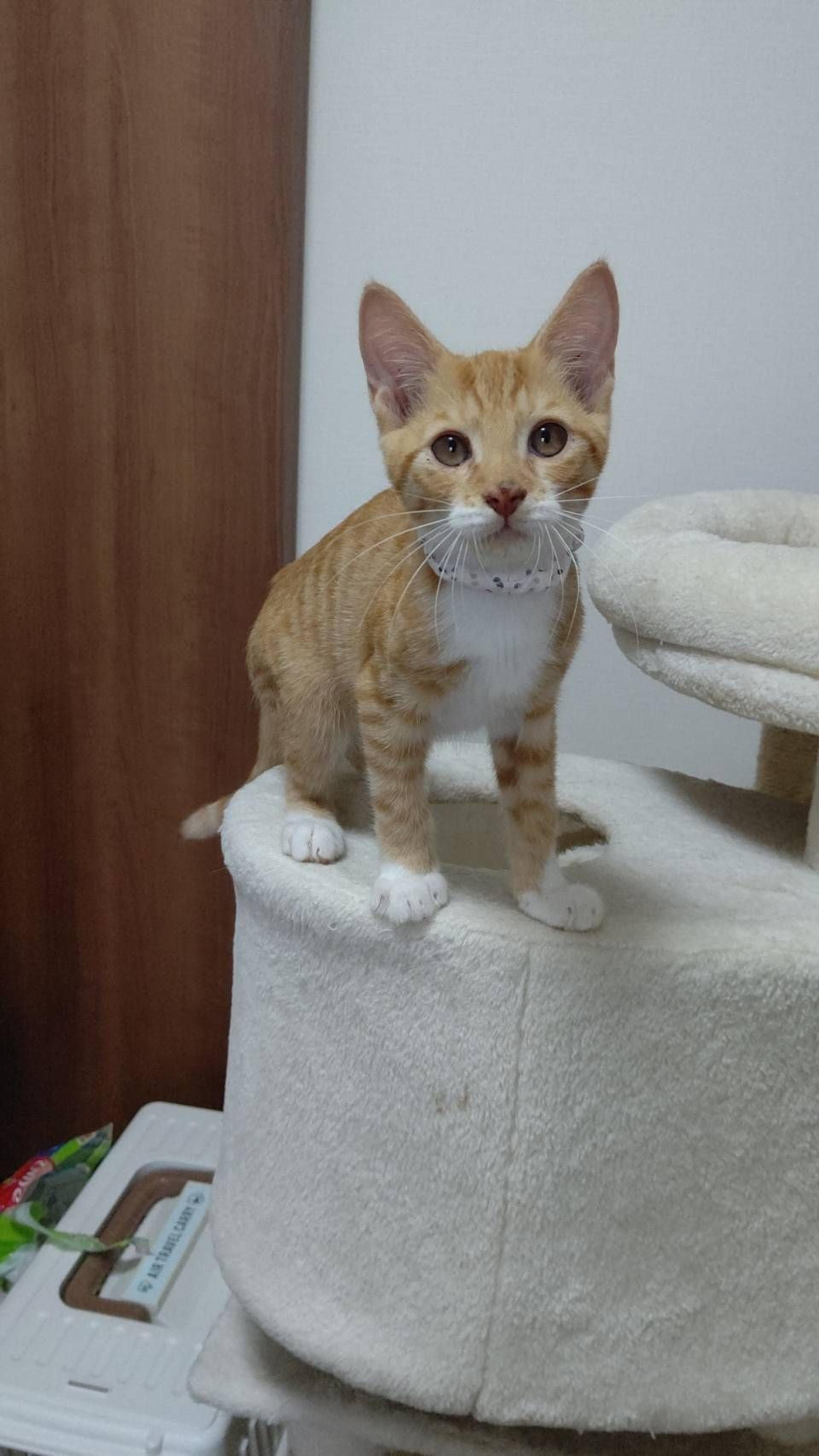 pet-image-8