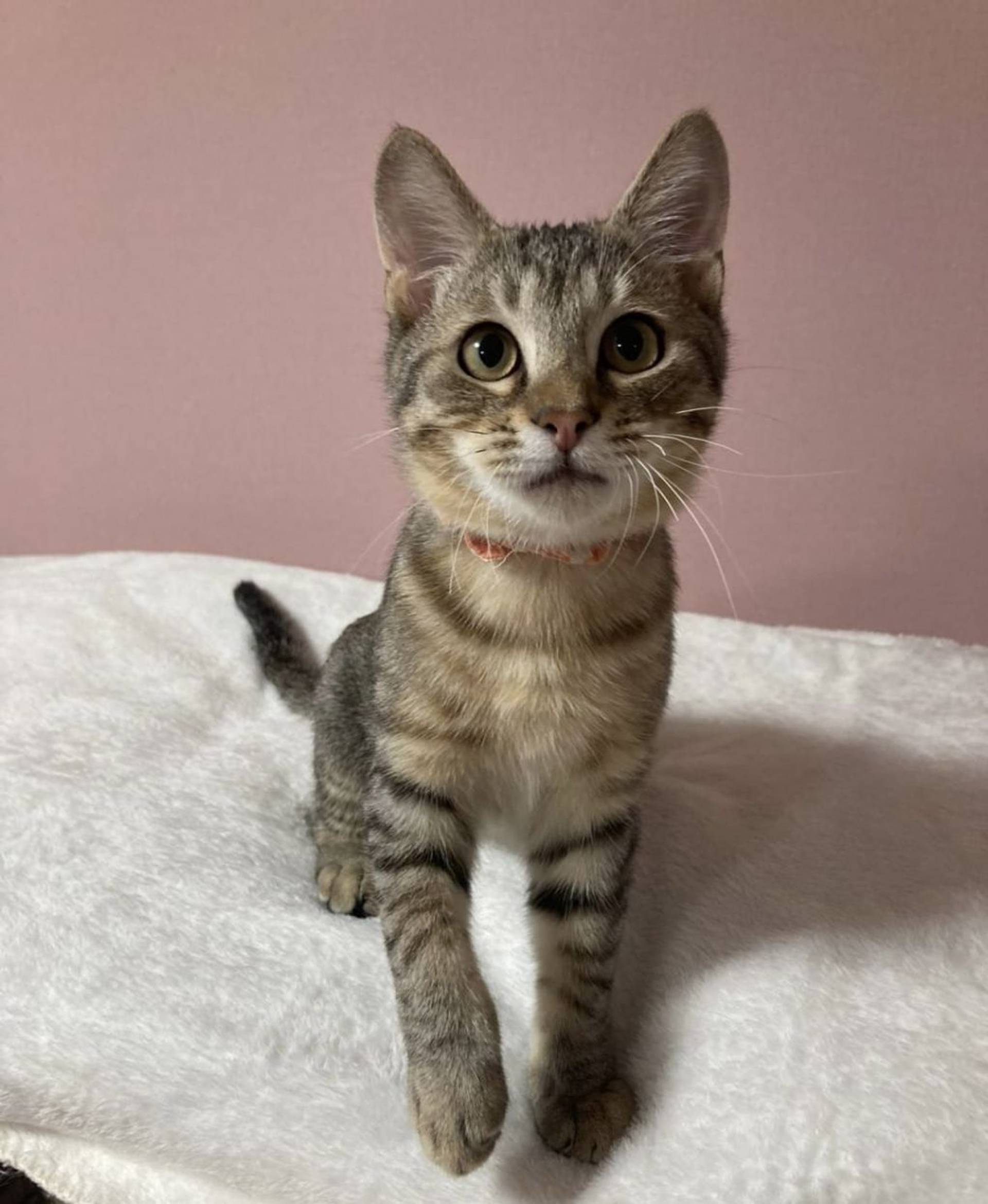 雑種（ミックス猫）・オスの里親募集の写真