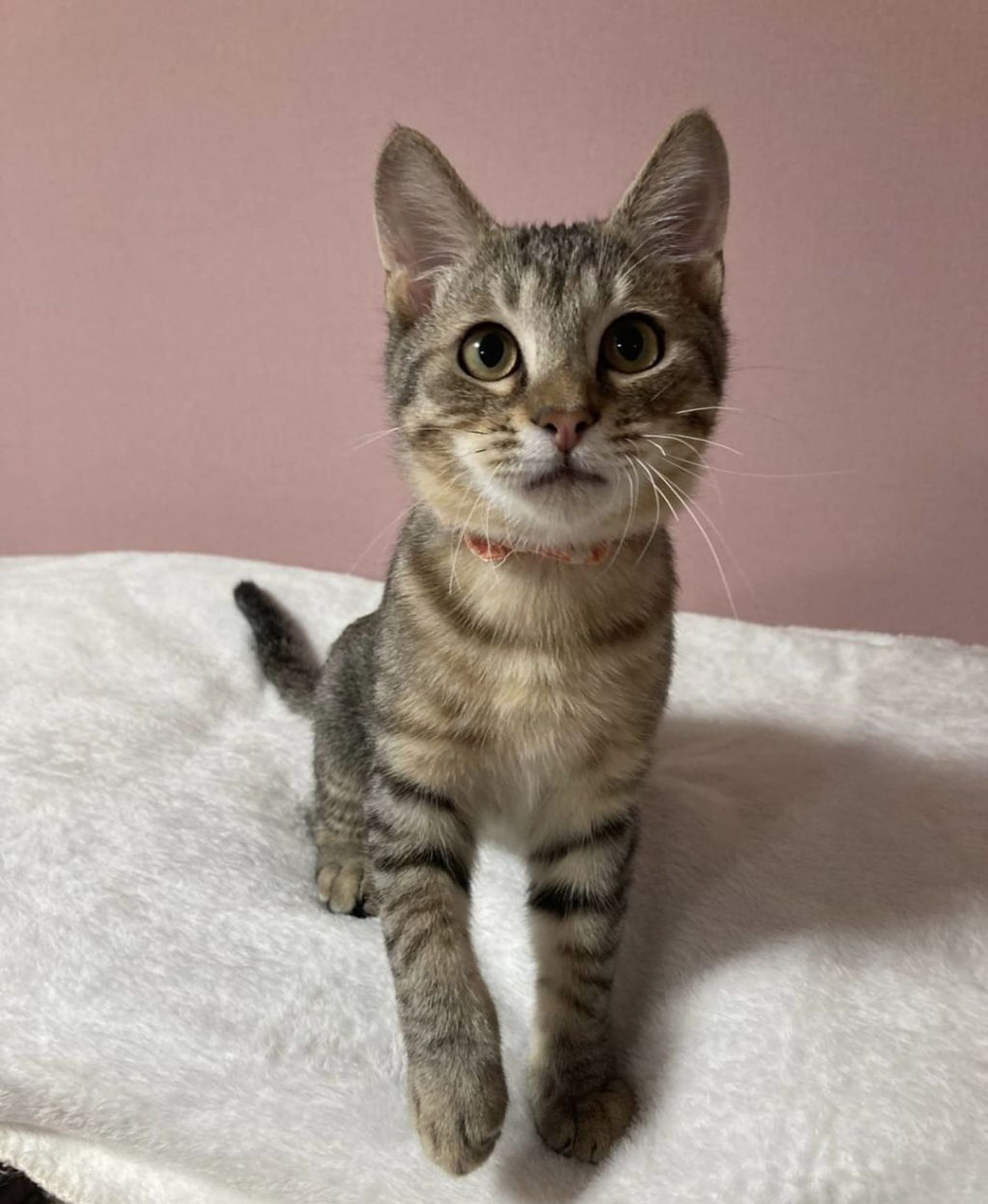 雑種（ミックス猫）・オスの里親募集の写真