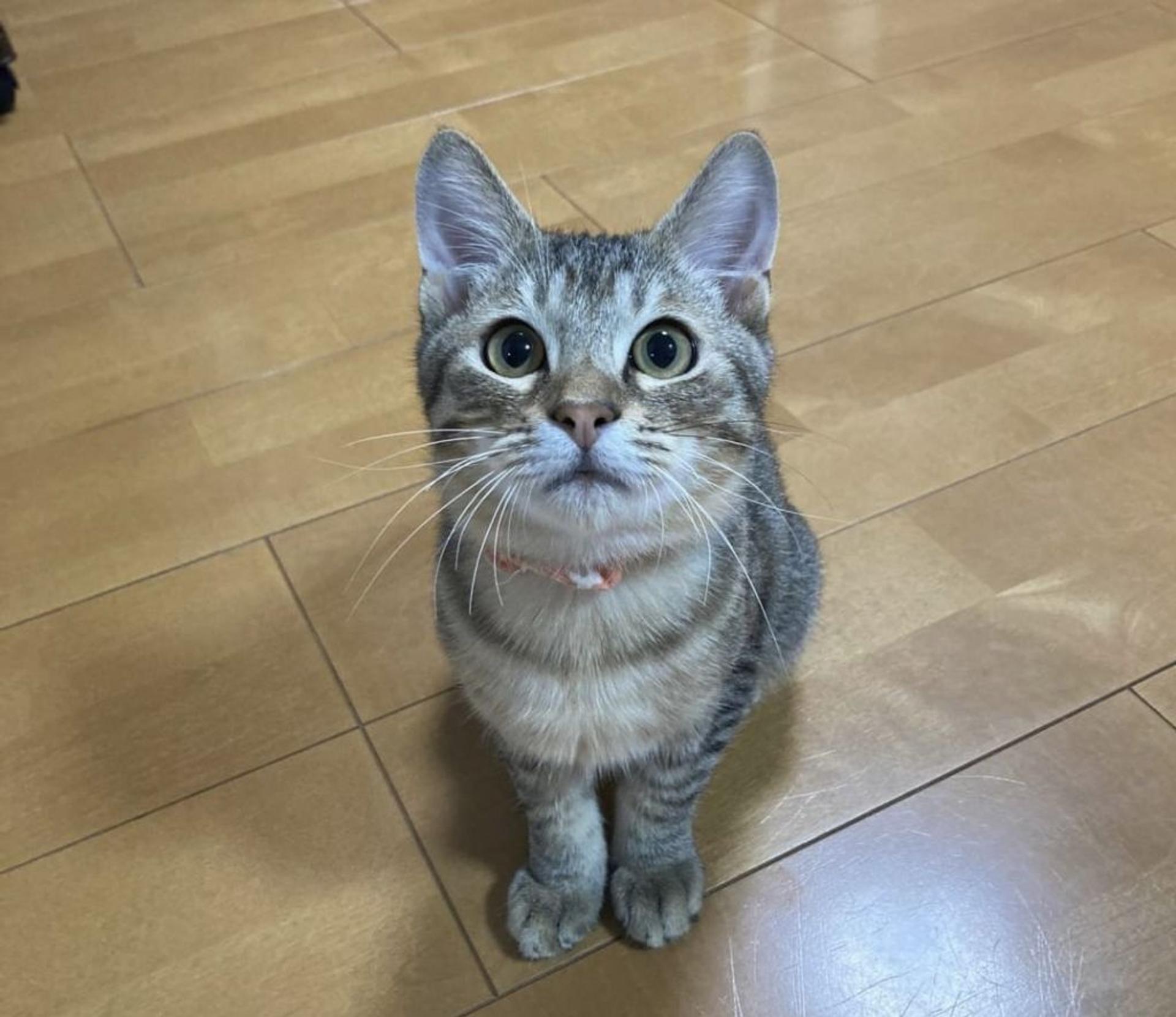 pet-image-2