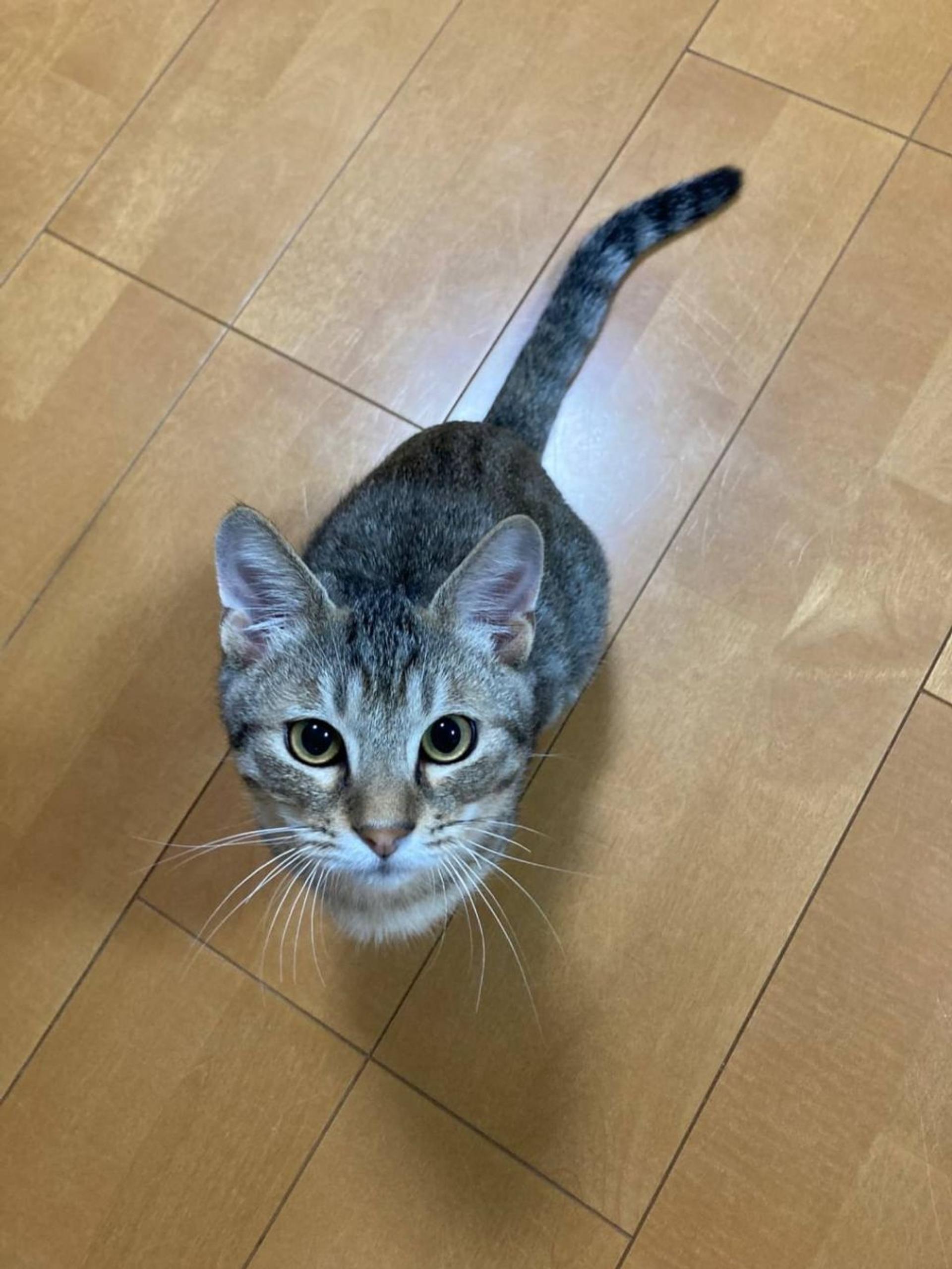 pet-image-3