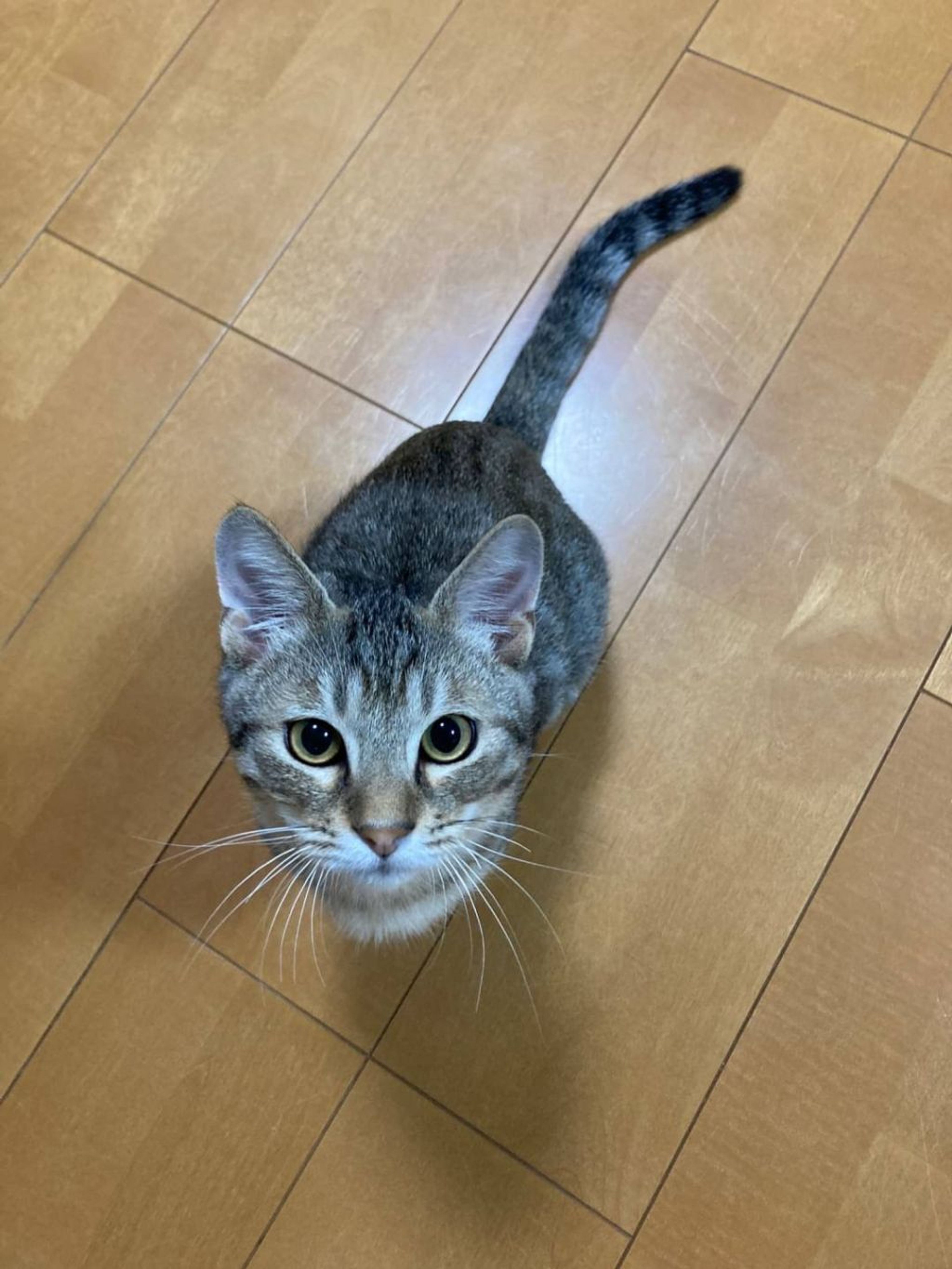 pet-image-3