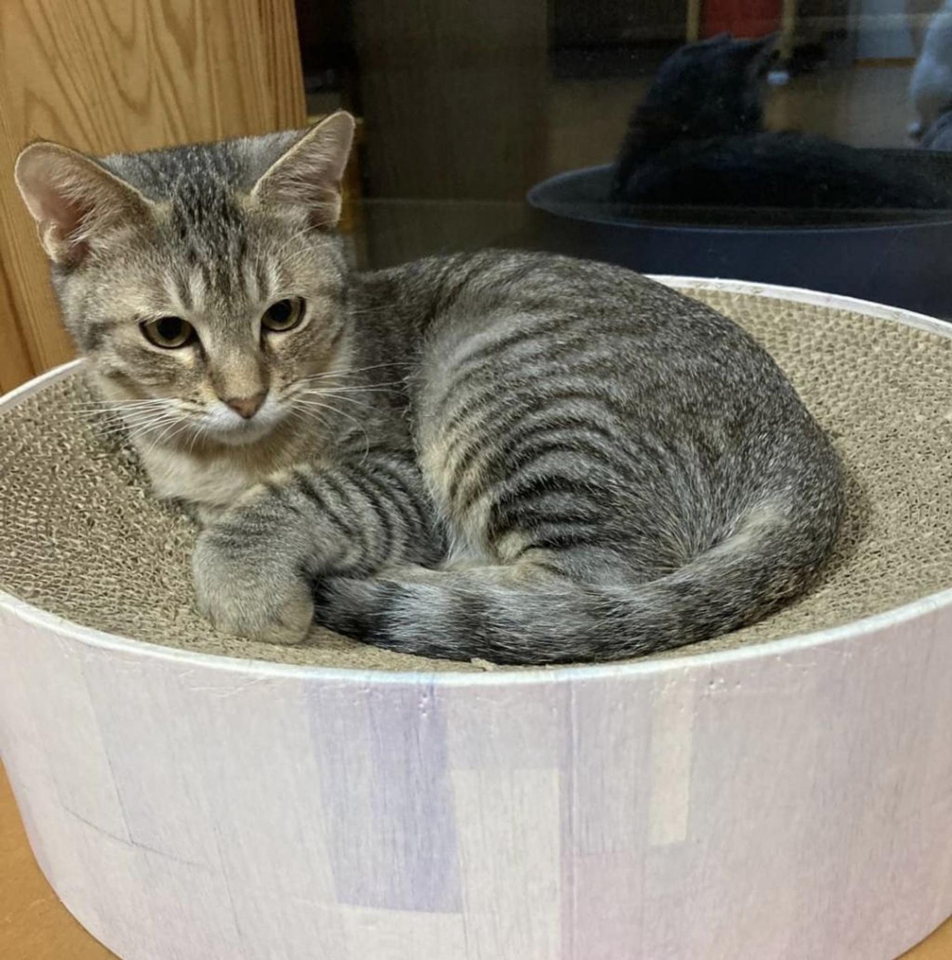 pet-image-5
