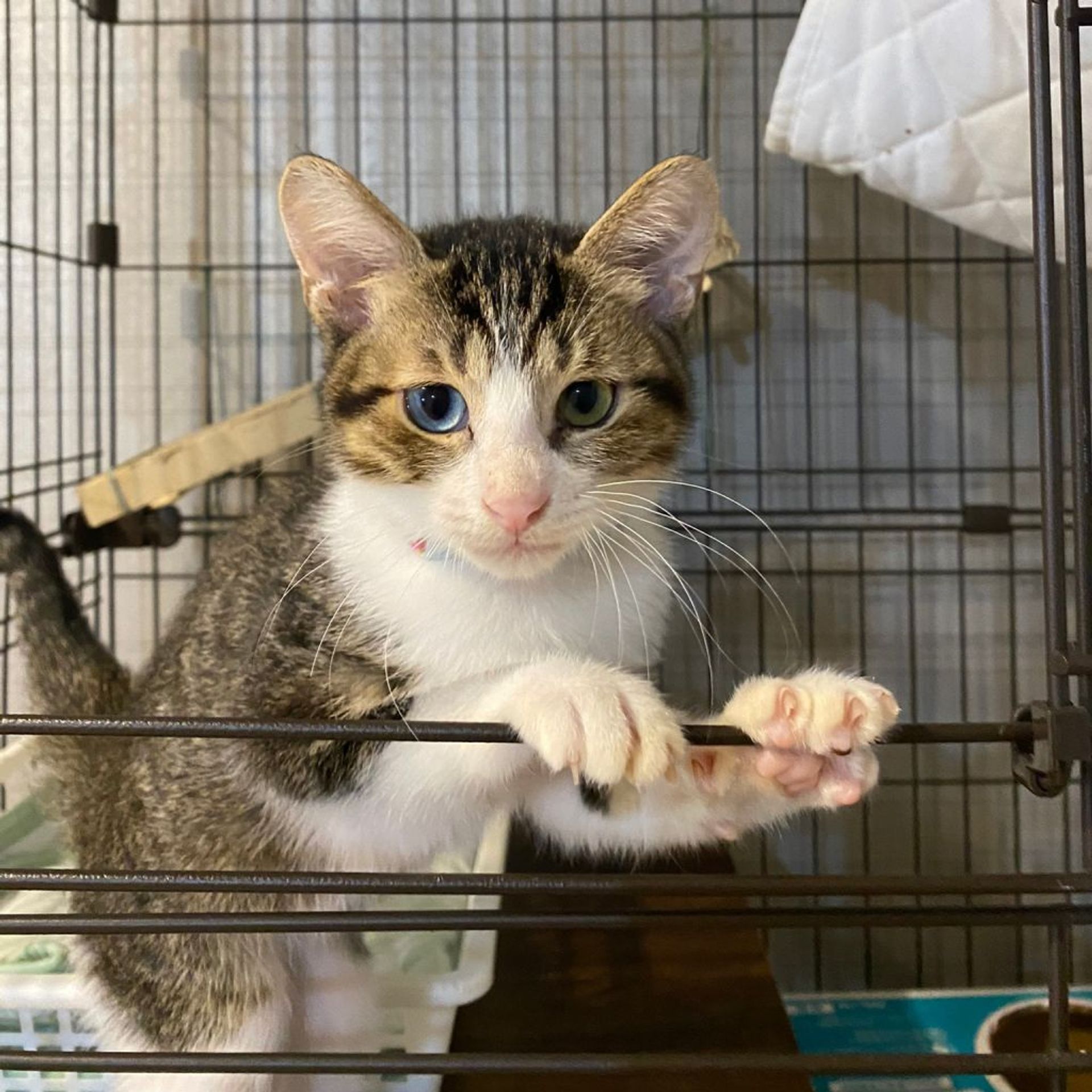 雑種（ミックス猫）・オスの里親募集の写真