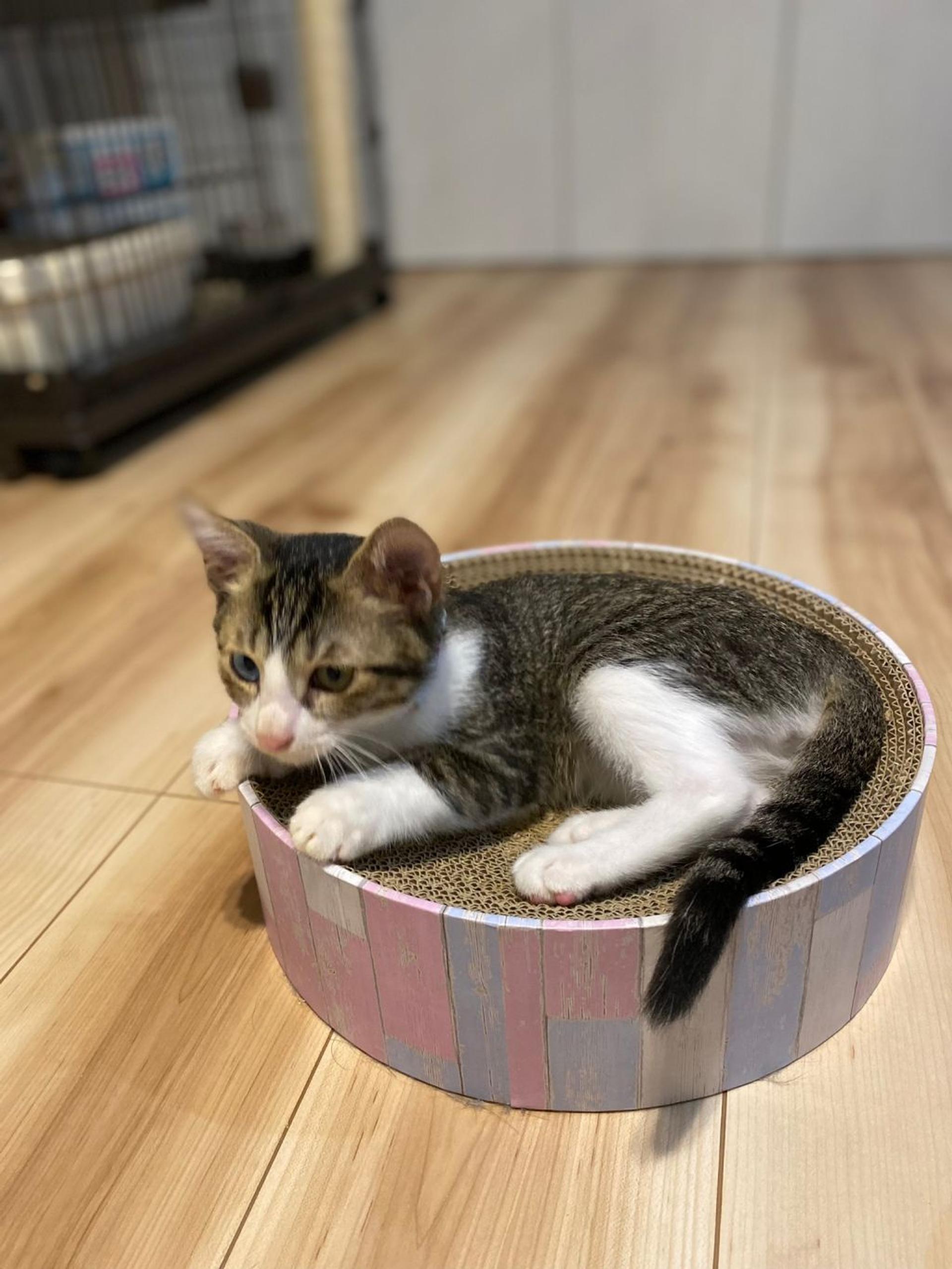 pet-image-6