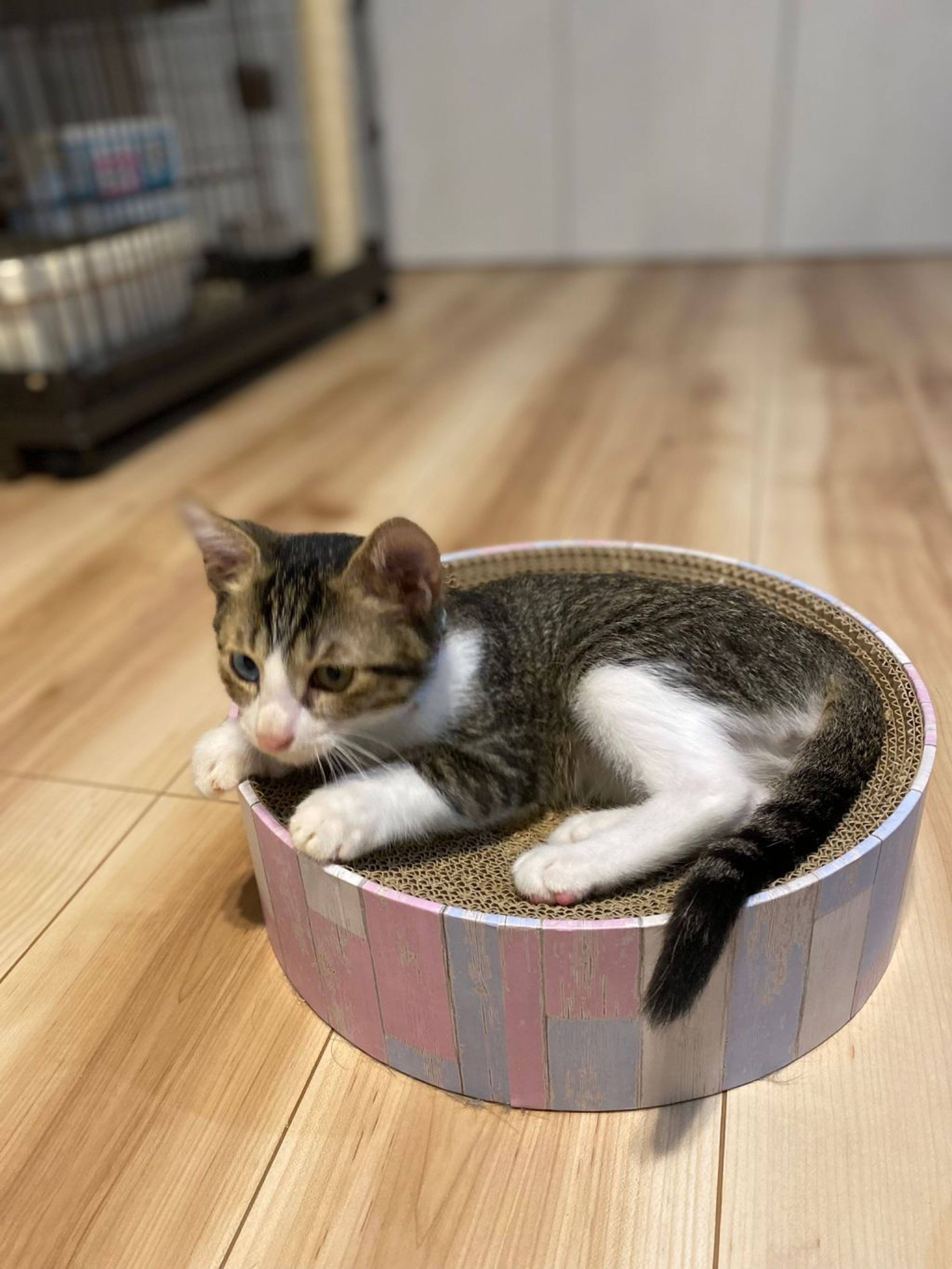 pet-image-6