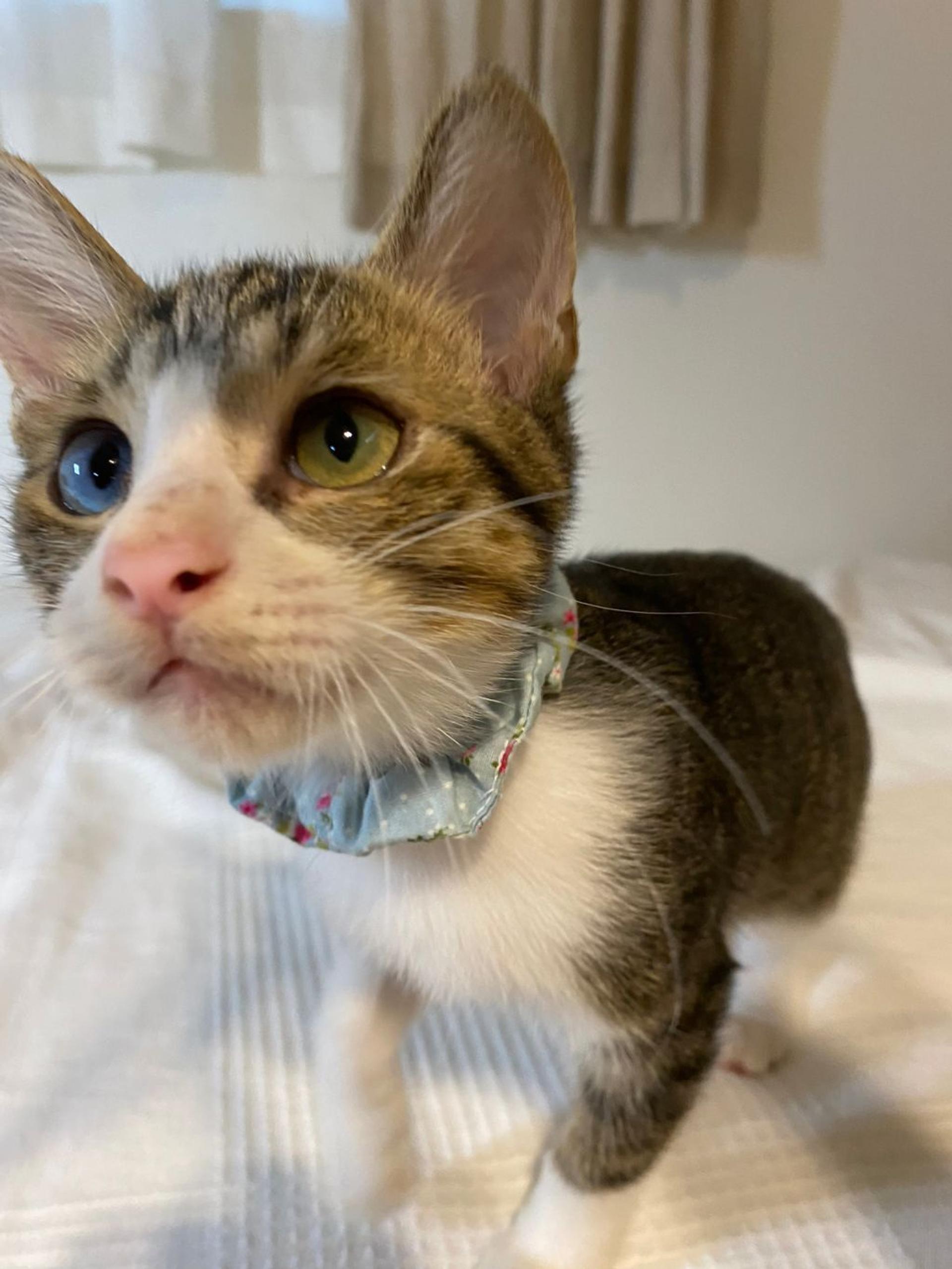 pet-image-9